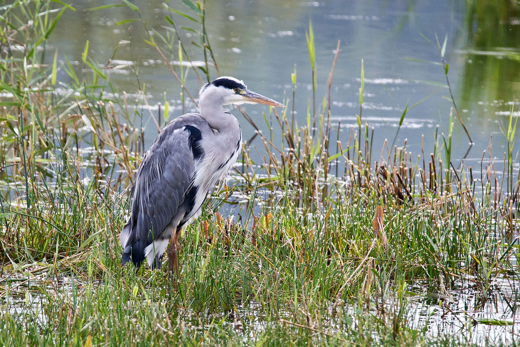 Heron 桌布 壁紙 — 一隻蒼鷺在陽光照耀的蘆葦叢中，在水邊保持姿勢，長頸彎曲，尖喙向前。