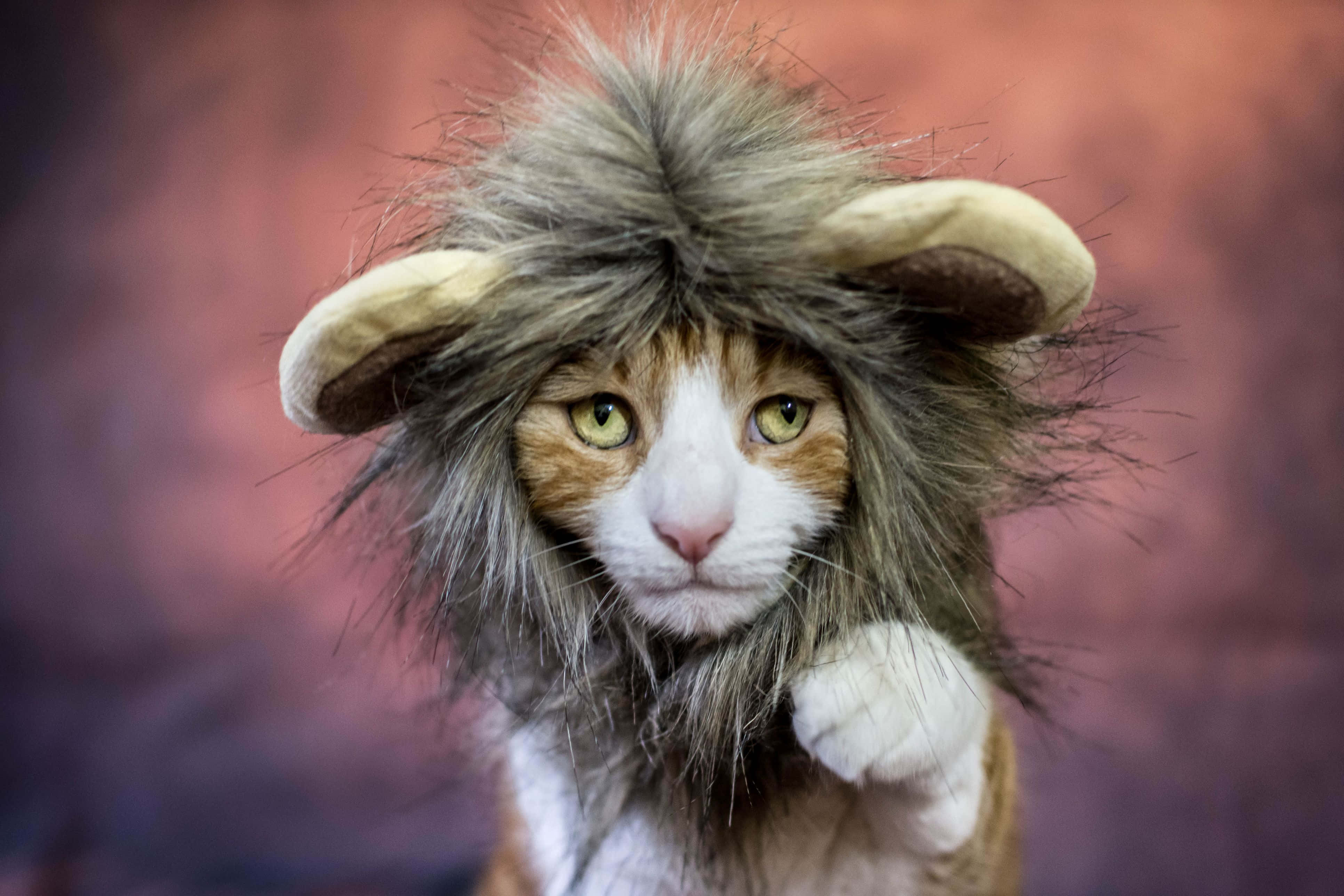 Halloween Pet Costumes 桌布 壁紙 — 一隻薑白色貓咪穿著毛茸茸的獅子鬃毛服裝，配有毛絨耳朵，並用明亮的綠色眼睛直視鏡頭。