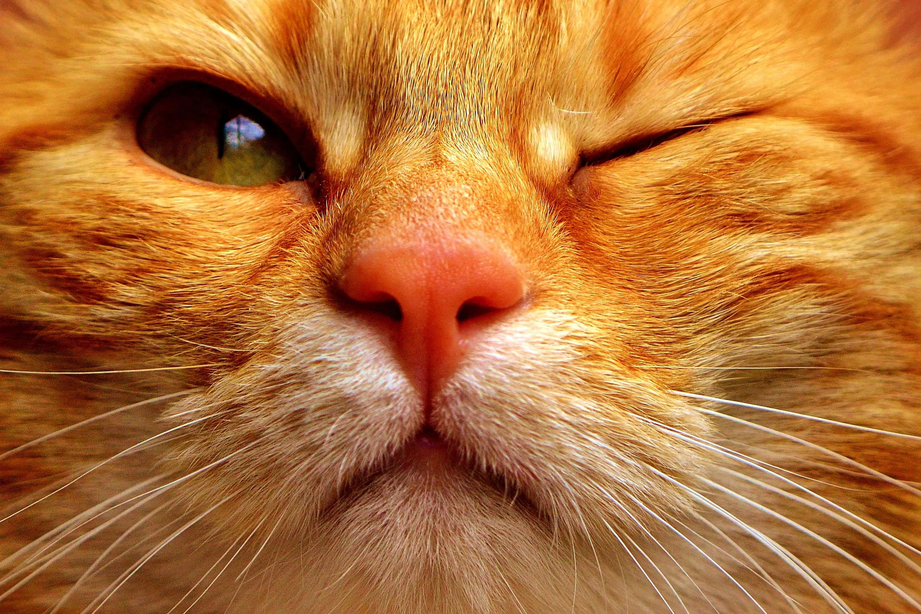 Tabby Cat 桌布 壁紙 — 一隻薑貓嘅面部特寫，一隻眼睜開，一隻眼閉起，表情放鬆。
