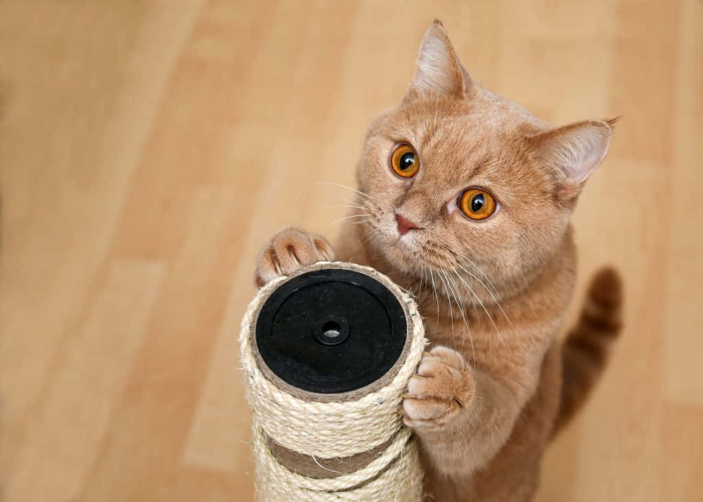 Cat Scratching Post 桌布 壁紙 — 一隻薑貓用大大的琥珀色眼睛抓住淺色木地板上的一個劍麻抓柱。