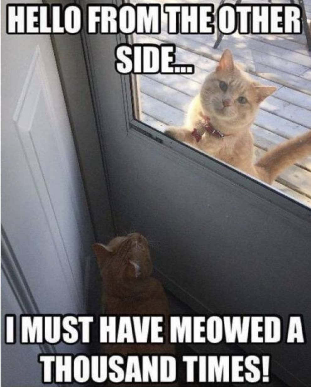 Pet Memes 桌布 壁紙 — 一隻薑貓透過玻璃門凝視著室內的另一隻貓，兩者都睜著富有表情的眼睛互相對望。