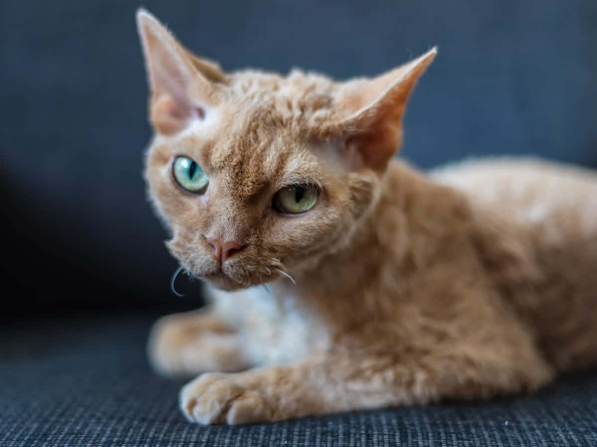 Devon Rex 桌布 壁紙 — 一隻薑黃色德文帝王貓的大特寫，擁有大型耳朵和引人注目的綠色眼睛，在深色紋理表面上休息。