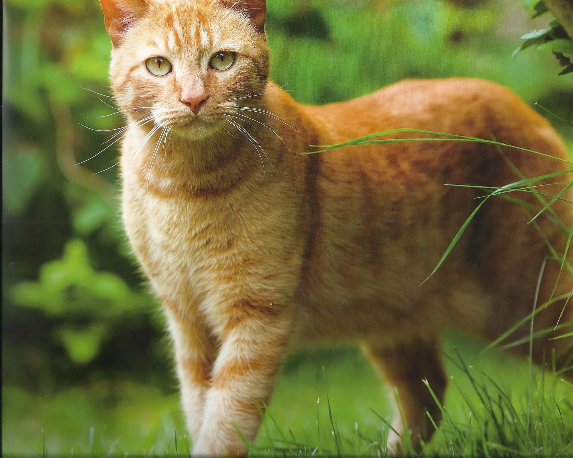 Tabby Cat 桌布 壁紙 — 一隻薑黃色虎斑貓，擁有引人注目的綠色眼睛，警覺地站在鮮綠的草地上，直視著觀看者。