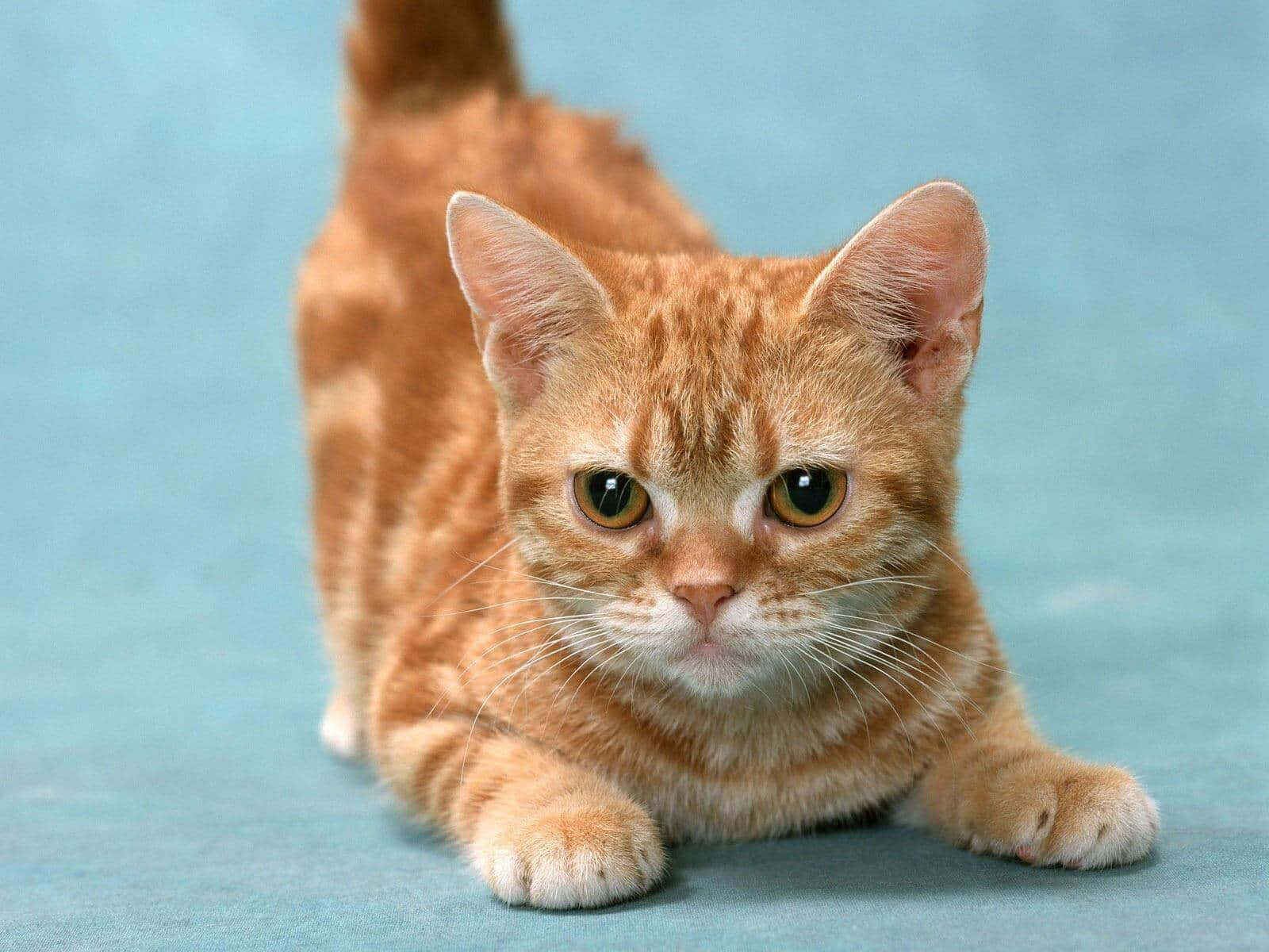 Munchkin Cat 桌布 壁紙 — 一隻薑黃色虎斑貓，有著寬大的琥珀色眼睛，警覺地躺在柔軟的藍色表面上，尾巴翹起，爪子向前。