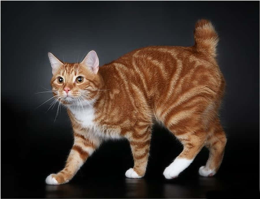 Manx Cat 桌布 壁紙 — 一隻薑黃色虎斑貓，白色爪子，尾巴捲曲，在深色工作室背景下自信地行走。