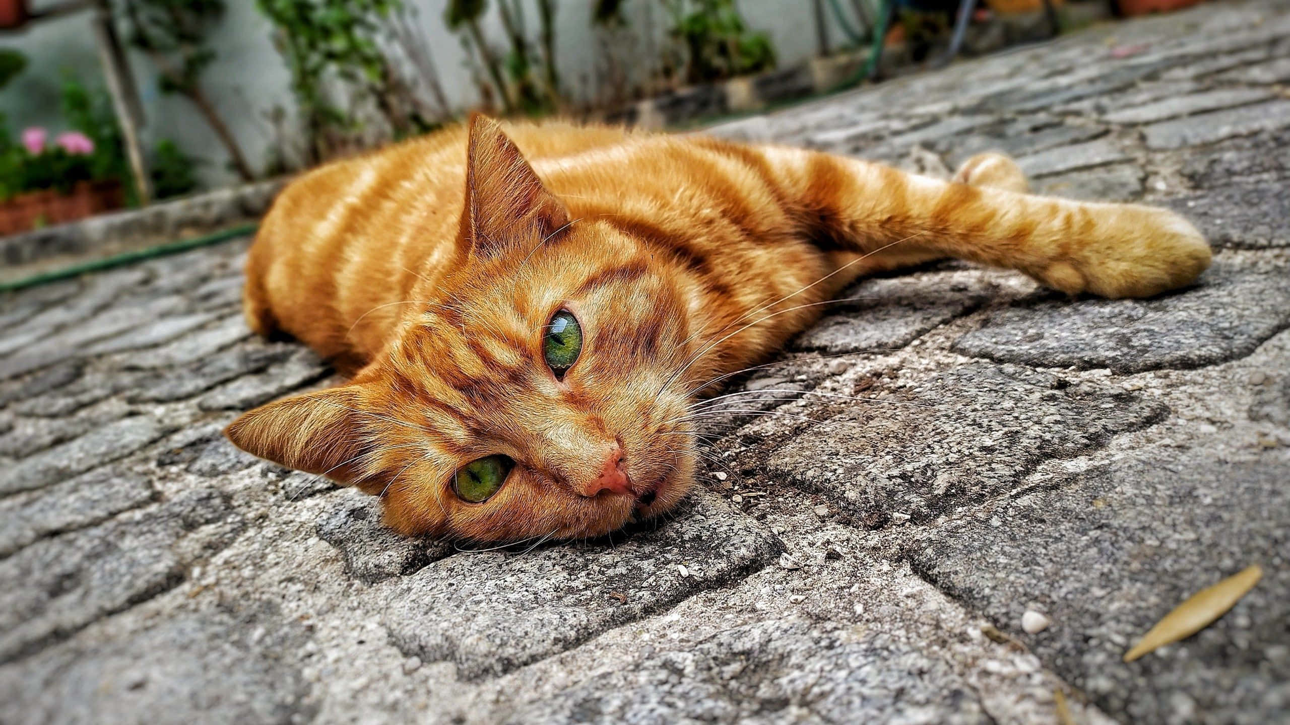 Red Cat 桌布 壁紙 — 一隻薑黃色虎斑貓，綠色眼睛，在風化的石頭露台上悠閒地躺著，平靜地看著鏡頭。