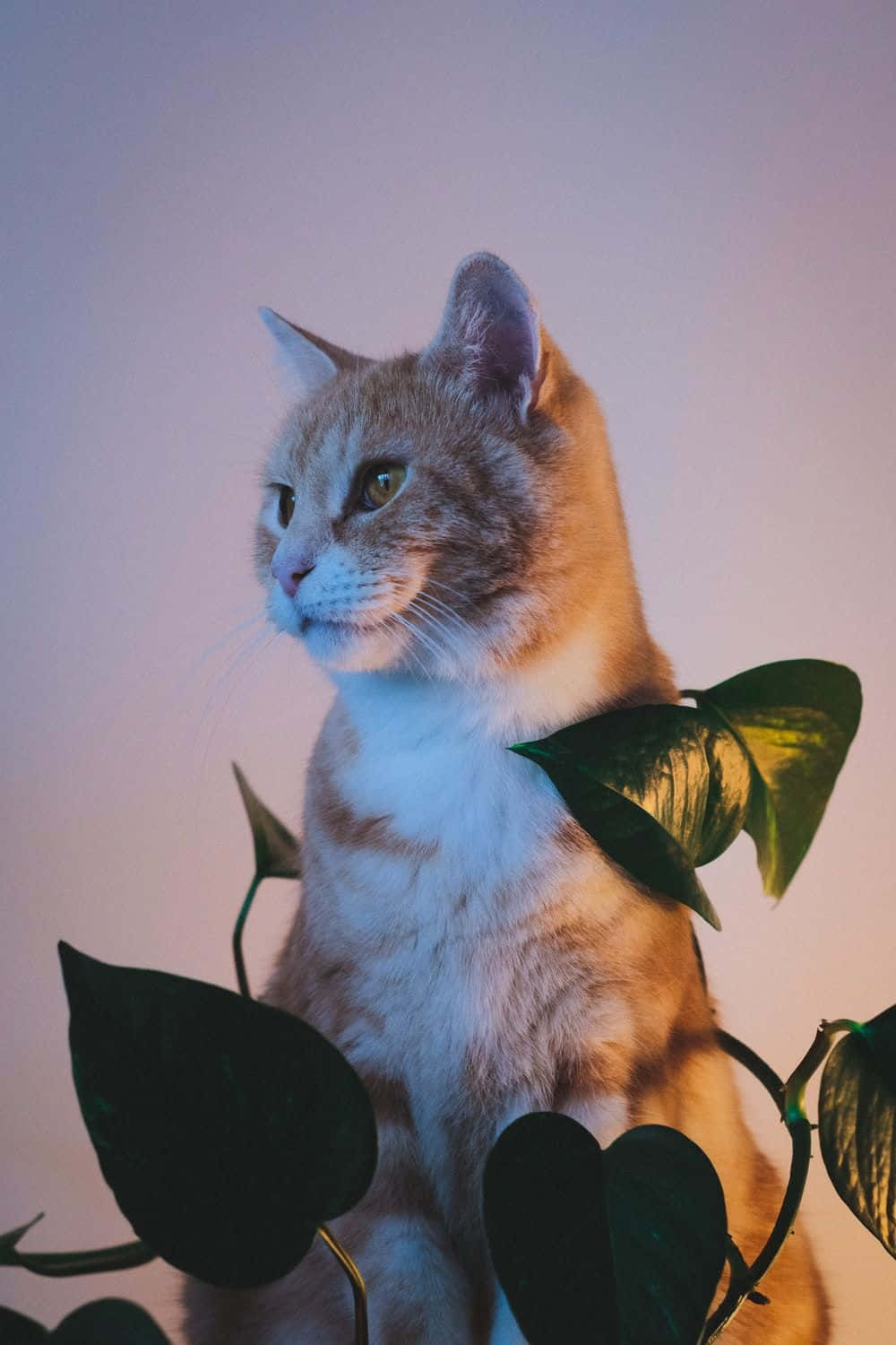 Manx Cat 桌布 壁紙 — 一隻薑黃色虎斑貓安靜地坐在深綠色樹葉中，背景是柔和的紫色和粉紅色漸變。