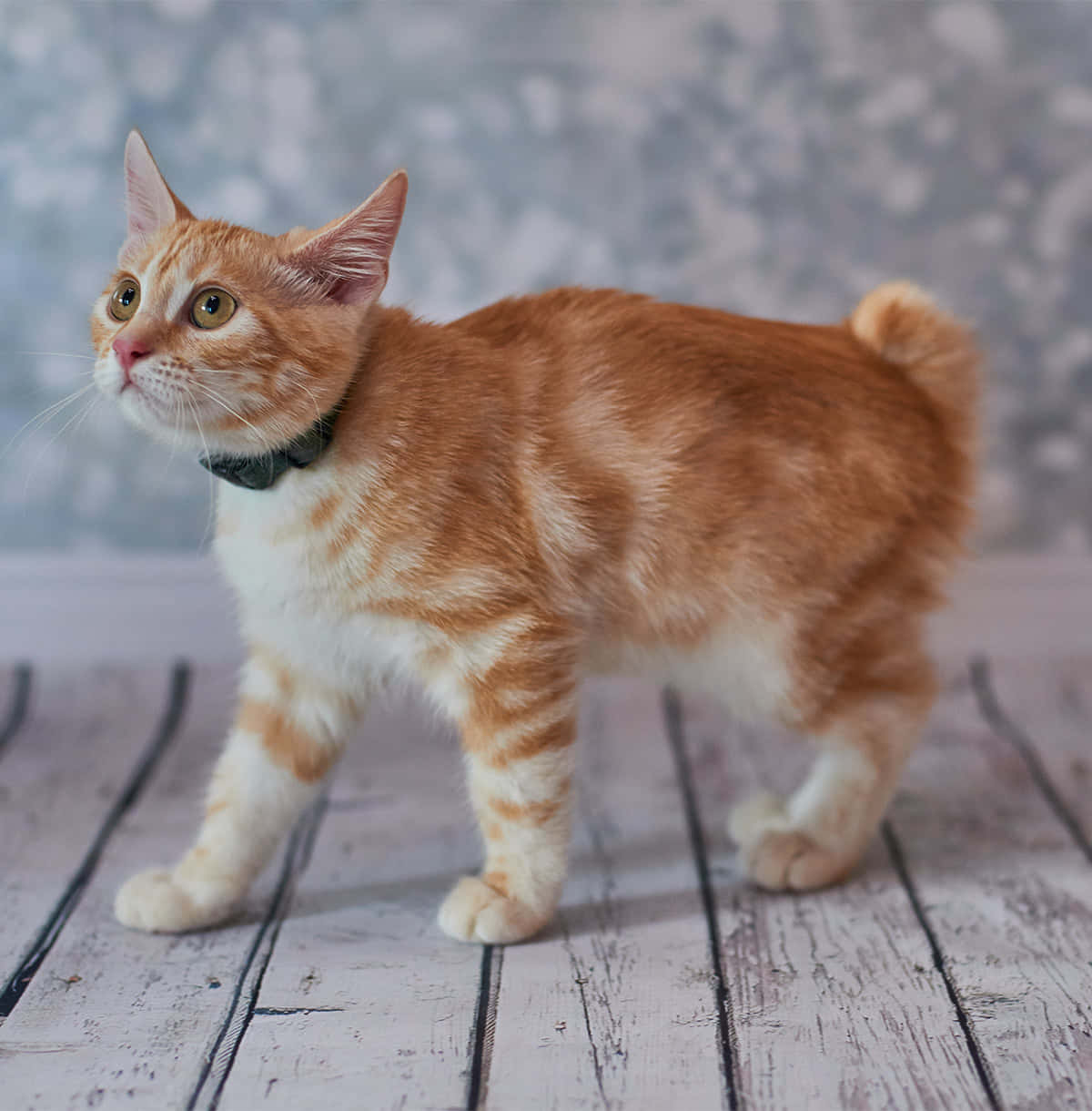 American Bobtail 桌布 壁紙 — 一隻薑黃色虎斑貓戴著黑色項圈，警覺地站在風化的木板上，背景是柔和的灰色花卉圖案。