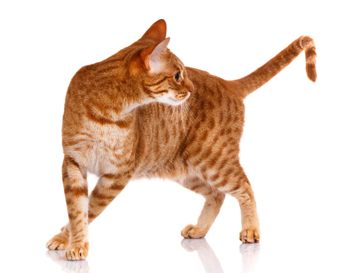 Ocicat 桌布 壁紙 — 一隻薑黃色虎斑貓站在反射的白色表面上，尾巴向上彎曲。
