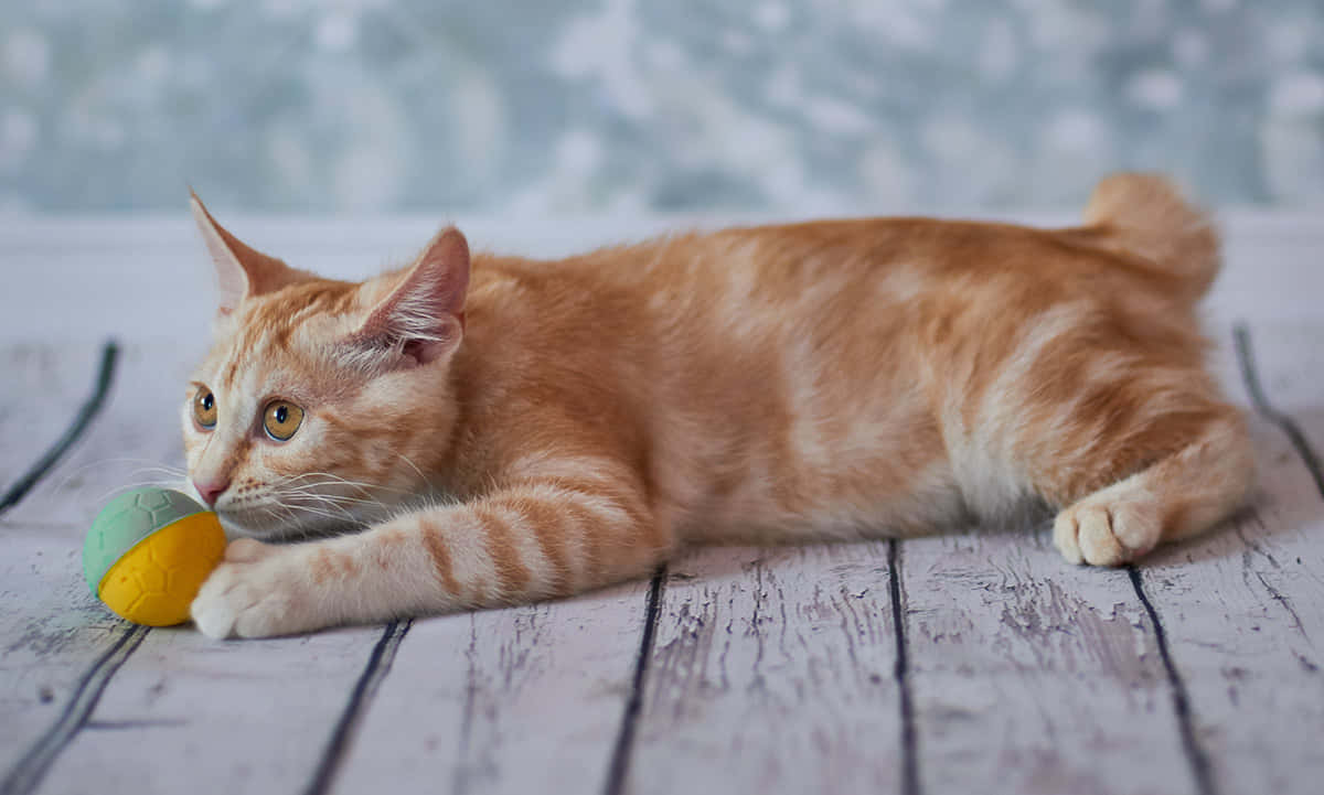 American Bobtail 桌布 壁紙 — 一隻薑黃色虎斑貓躺在經風化的白色木板上，用專注的眼神輕輕撥弄一個色彩繽紛的球。