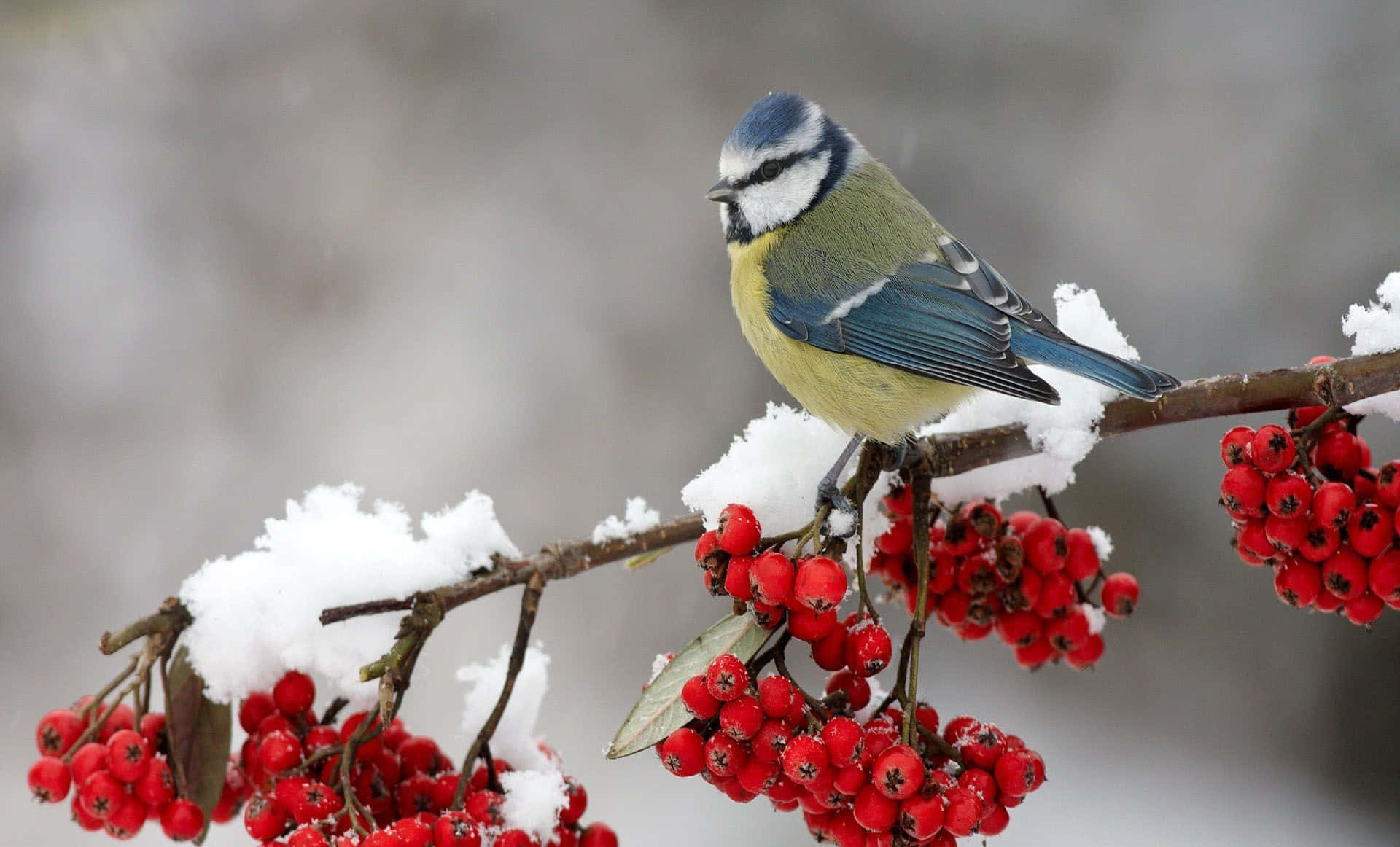 Snow Bird 桌布 壁紙 — 一隻藍山雀棲息在掛滿鮮紅色漿果、灑滿雪花的樹枝上，背景是柔和的冬日景色。