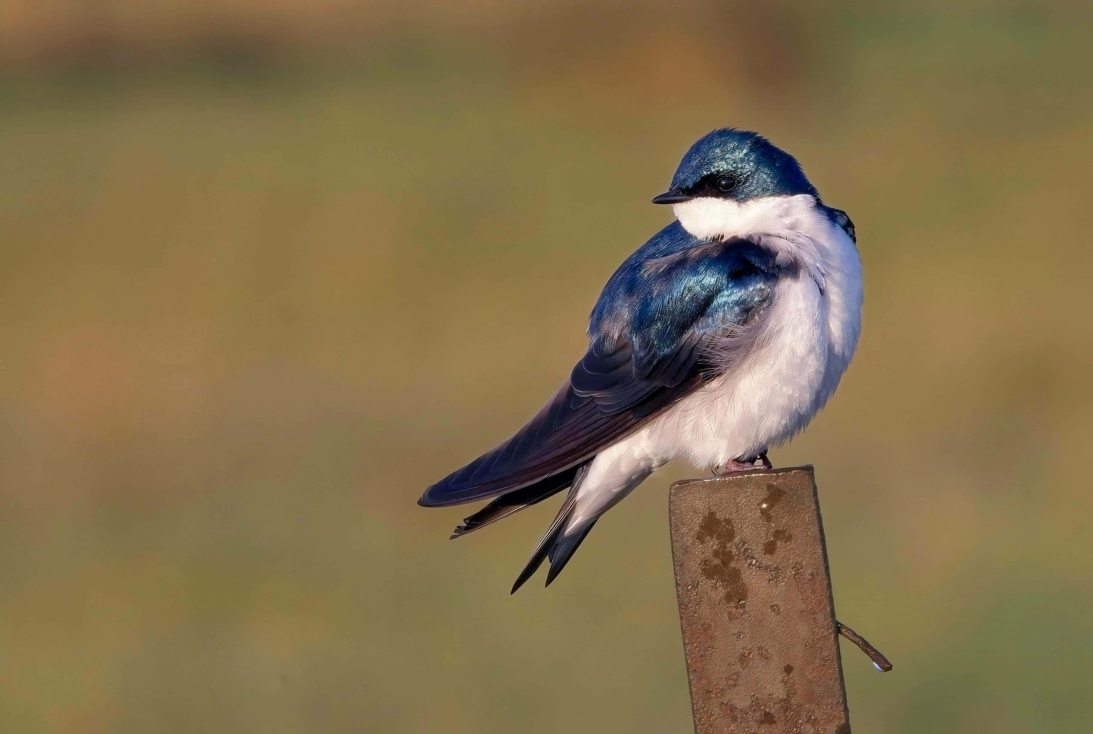 Swallow Bird 桌布 壁紙 — 一隻藍白相間的鳥兒平靜地棲息在風化的木柱上，背景是柔和模糊的綠色。