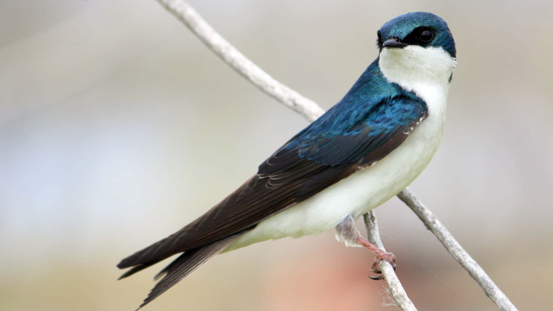 Swallow Bird 桌布 壁紙 — 一隻藍白相間的鳥兒輕柔地棲息在細枝上，背景柔和模糊。