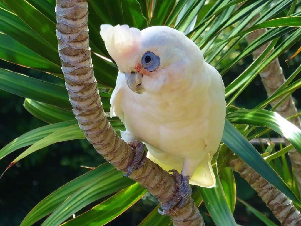 parrot 桌布 壁紙 — 一隻藍眼白色鳳頭鸚鵡棲息在紋理分明的樹枝上，周圍是茂密的綠葉。