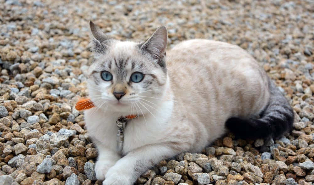 Ojos Azules Cat 桌布 壁紙 — 一隻藍眼睛、白色胸口和深色尾巴的貓咪，平靜地躺在多彩的碎石床上。