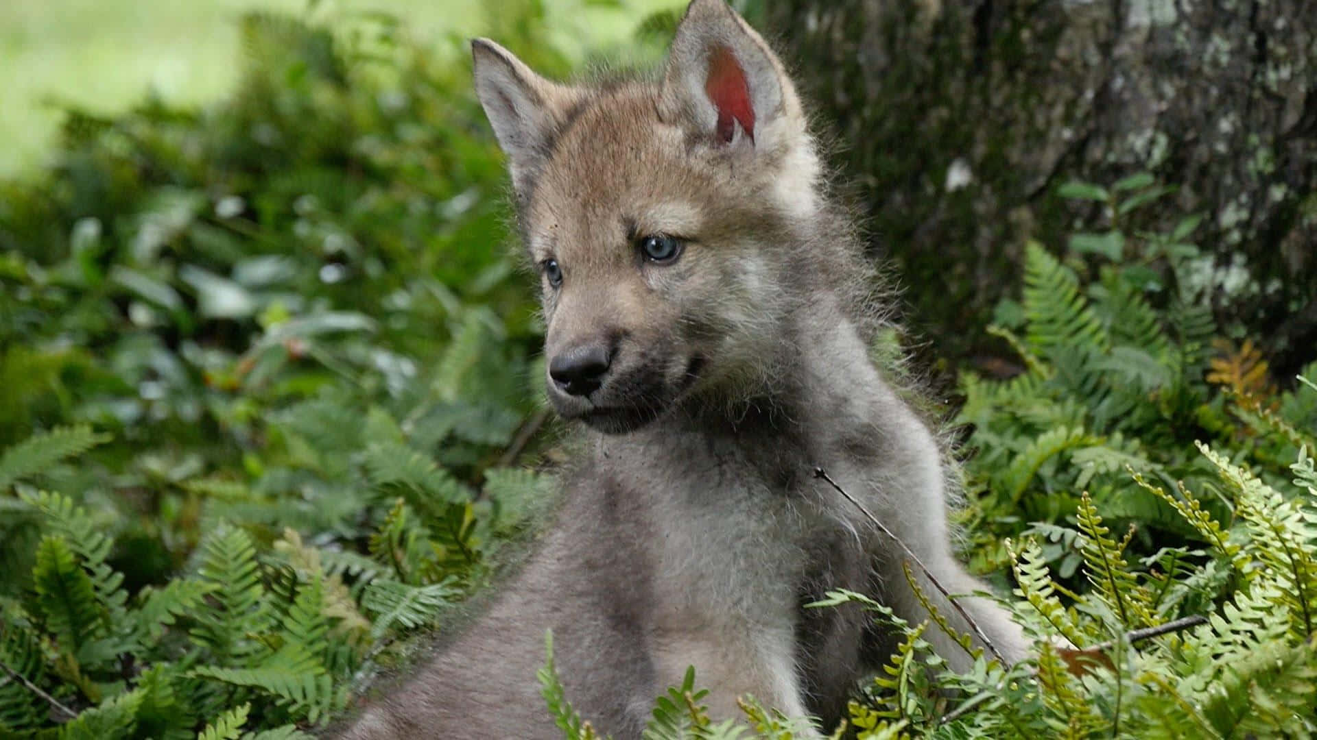 Cute Wolf 桌布 壁紙 — 一隻藍眼睛的小狼崽警覺地坐在樹幹附近茂密的綠色蕨類植物和苔蘚中。