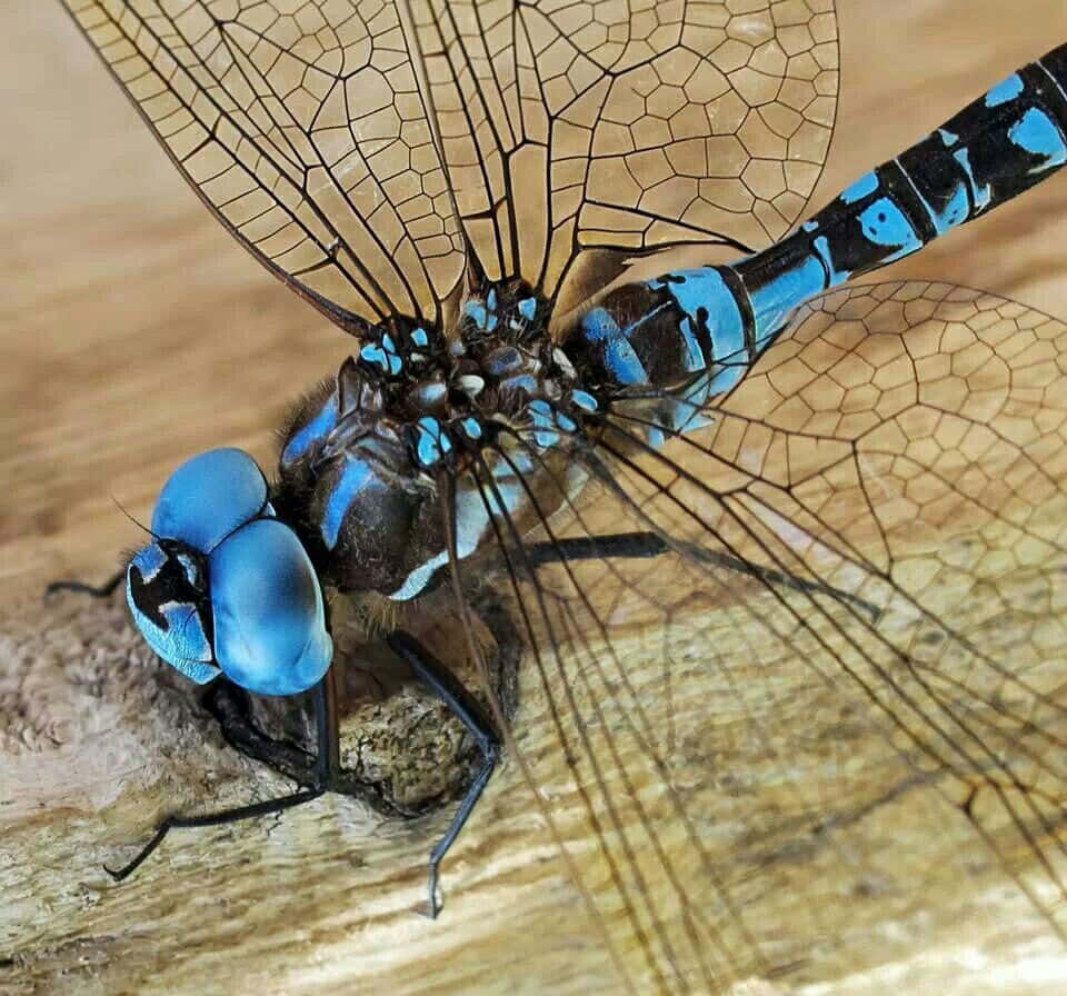 Blue Dragonfly 桌布 壁紙 — 一隻藍色蜻蜓帶有複雜翅脈，棲息在紋理木頭上的特寫照片。