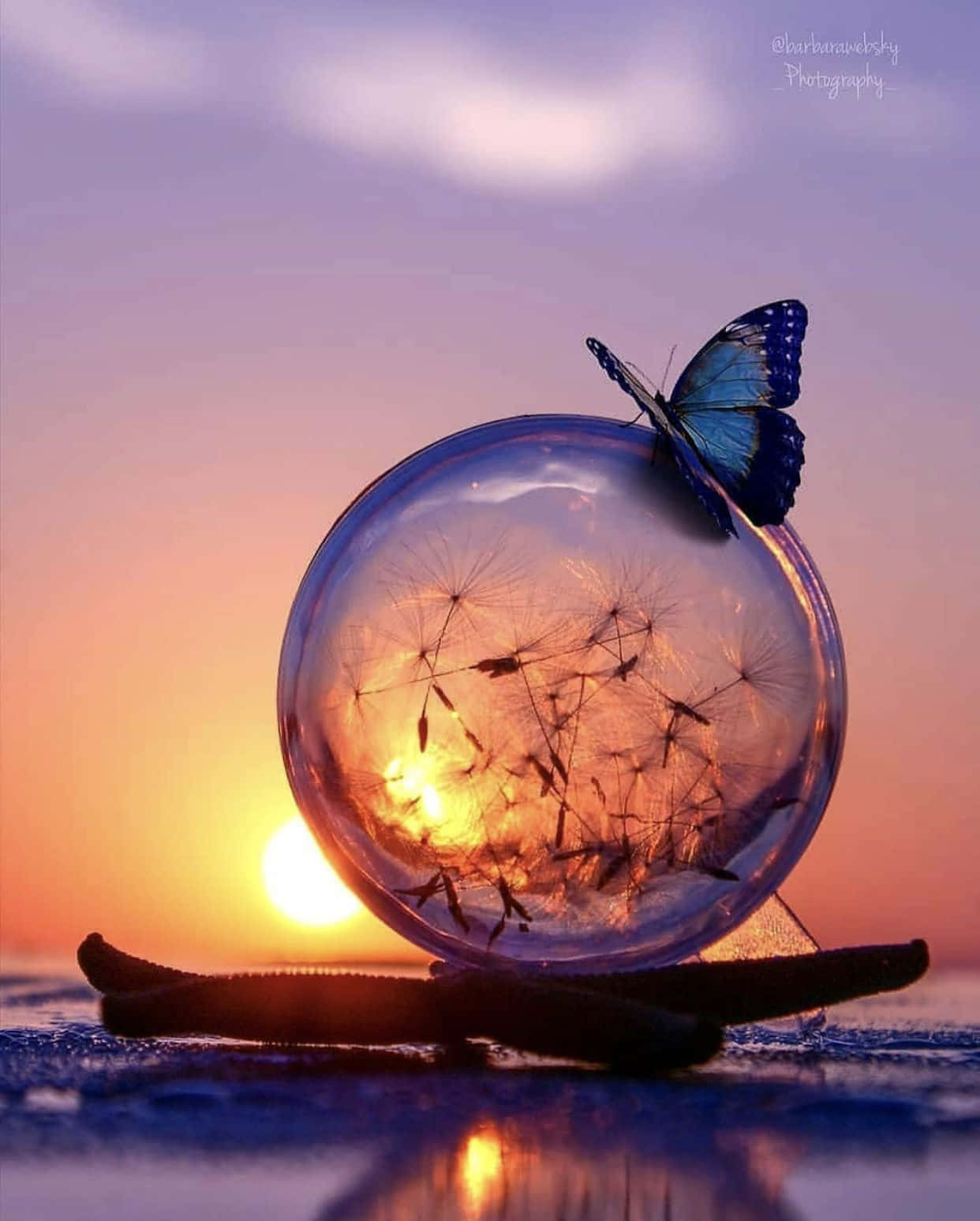 Beautiful Photography 桌布 壁紙 — 一隻藍色蝴蝶棲息在一個裝滿蒲公英種子的玻璃球上，背景是閃耀的日落天空。