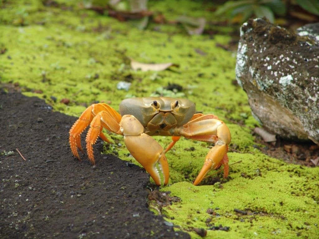 一隻藍蟹坐在海灘上 壁紙 — 一隻鮮橙色的大鉗蟹站在長滿苔蘚的綠色地面上，旁邊有一塊深色泥土和一塊風化的岩石。