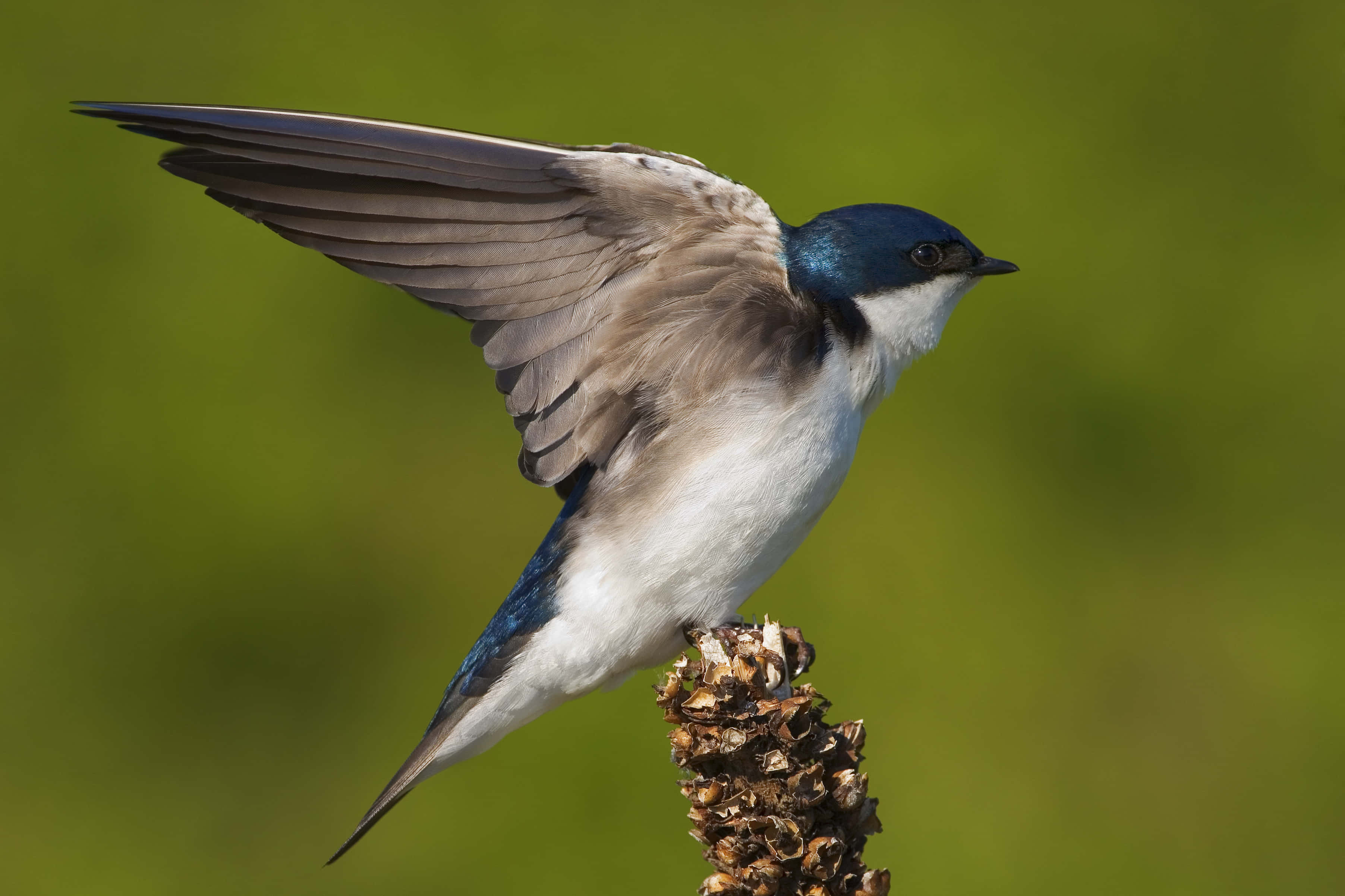 Swallow Bird 桌布 壁紙 — 一隻藍頭燕子在空中飛翔，停在乾燥的植物莖上，背景是柔和的綠色。