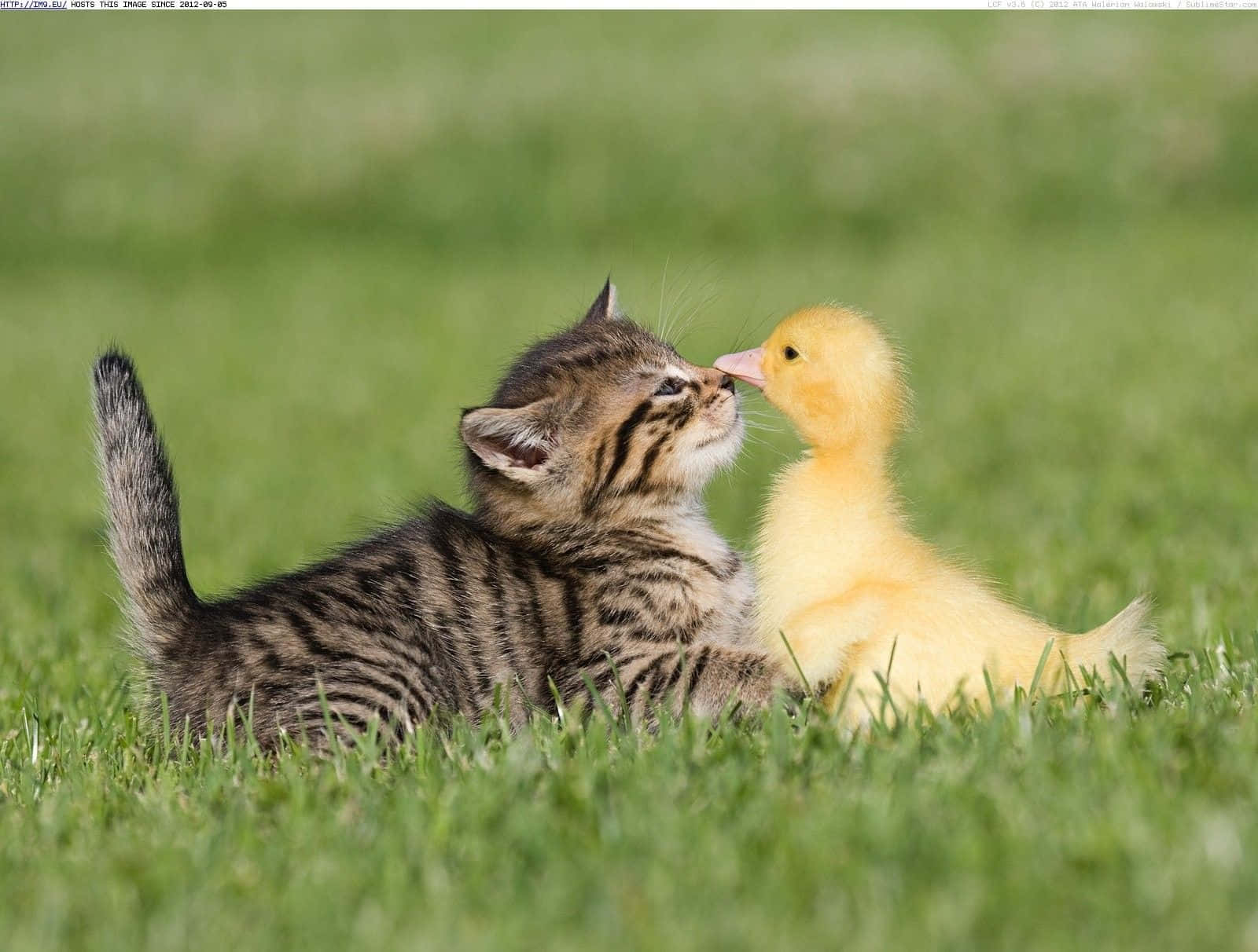 Cute Duck 桌布 壁紙 — 一隻虎斑小貓和一隻黃色小鴨在鮮綠的草地上互相蹭鼻子，展現跨物種友誼的溫馨時刻。