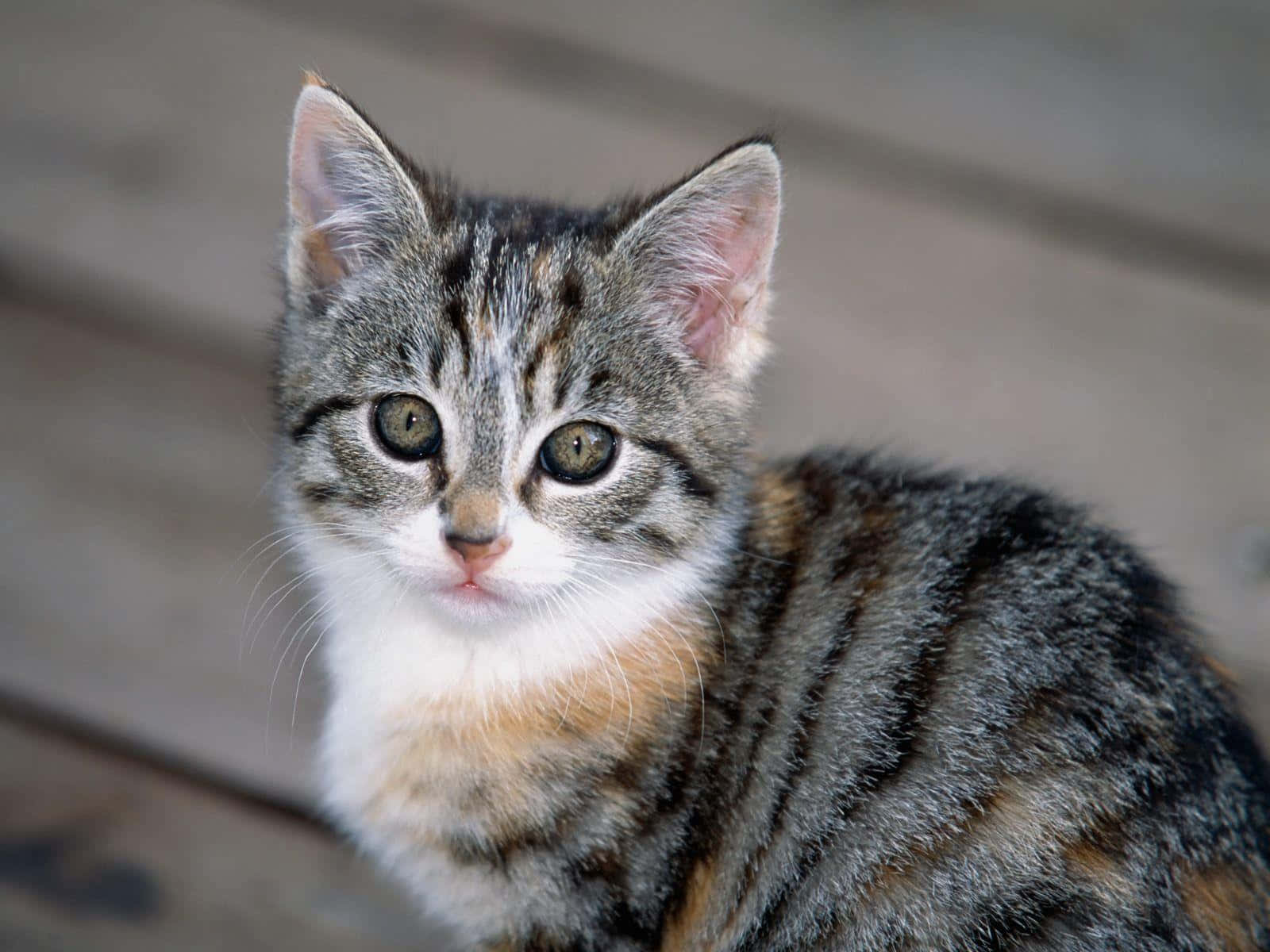 Tabby Cat 桌布 壁紙 — 一隻虎斑小貓咪，擁有綠色眼睛和白色胸口，喺木板上直視鏡頭嘅特寫。