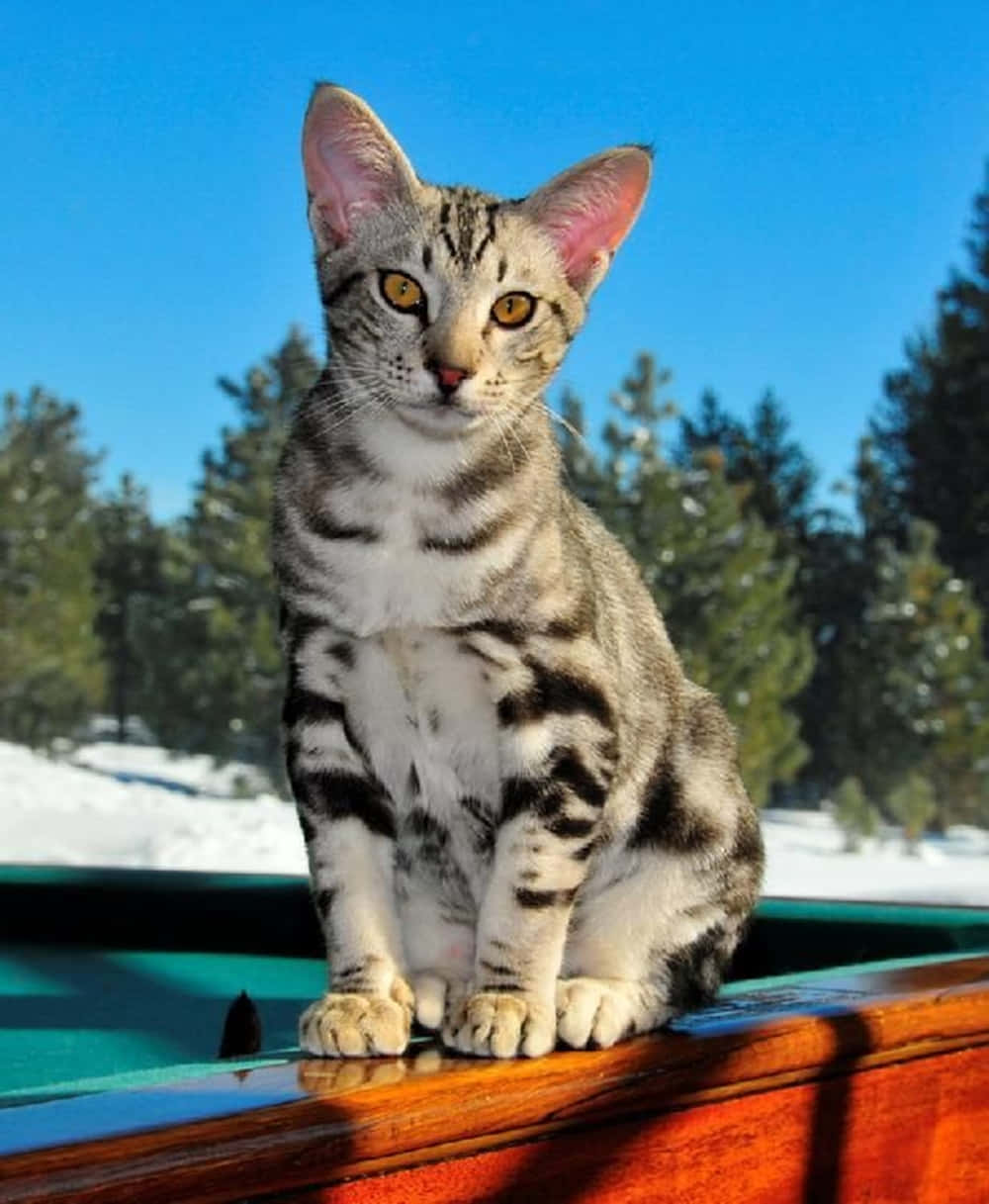 Ocicat 桌布 壁紙 — 一隻虎斑小貓咪，有著引人注目的黃色眼睛，警覺地坐在木船欄杆上，背景是白雪覆蓋的森林和清澈的藍天。