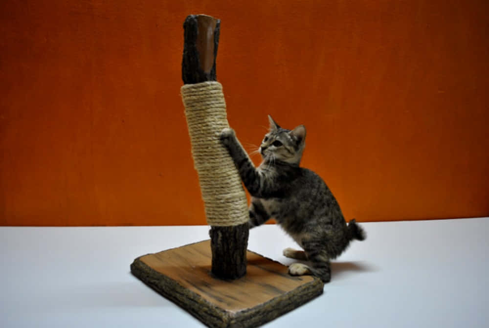 Cat Scratching Post 桌布 壁紙 — 一隻虎斑小貓在溫暖的橙色牆前，用爪子抓著一個用繩子纏繞的鄉村風格抓柱。