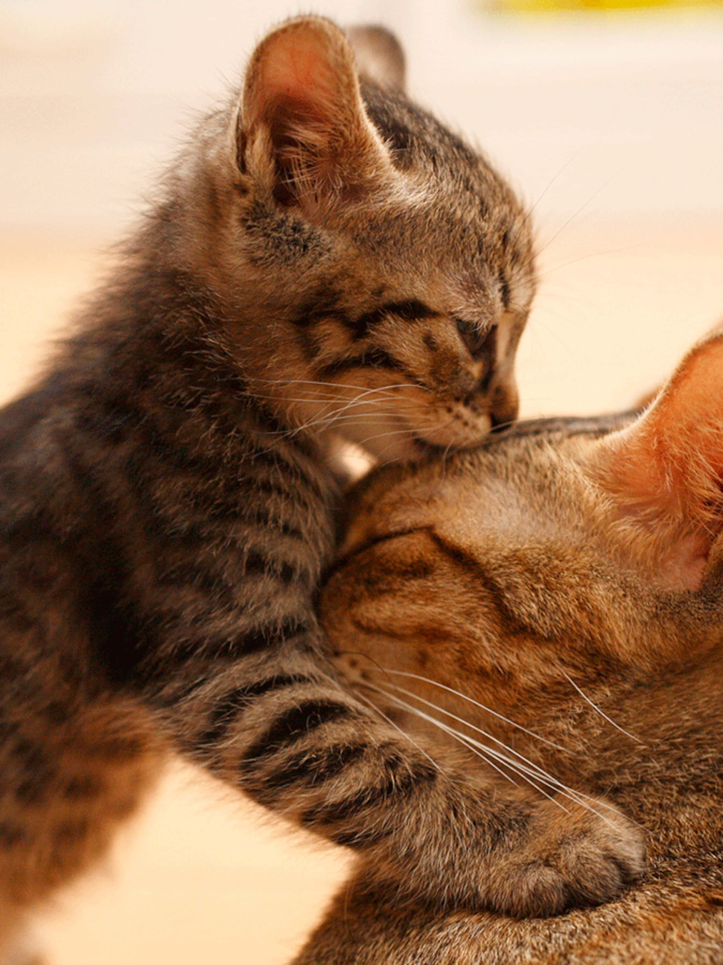 Beautiful Cats 桌布 壁紙 — 一隻虎斑小貓在溫柔的親密時刻，輕輕地用鼻子蹭著媽媽的頭。