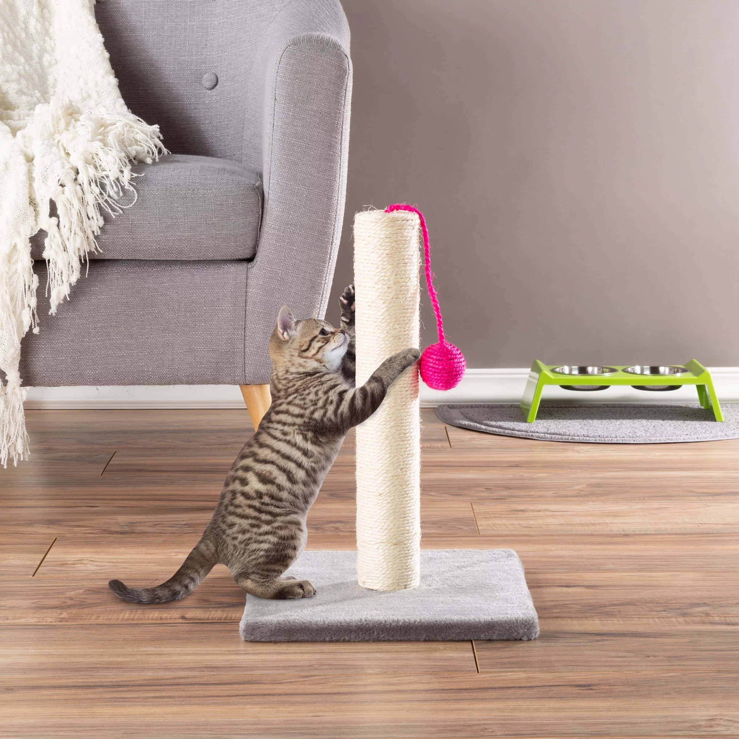 Cat Scratching Post 桌布 壁紙 — 一隻虎斑小貓在舒適的現代客廳中，攀爬一個帶有粉紅色球玩具的劍麻抓柱。