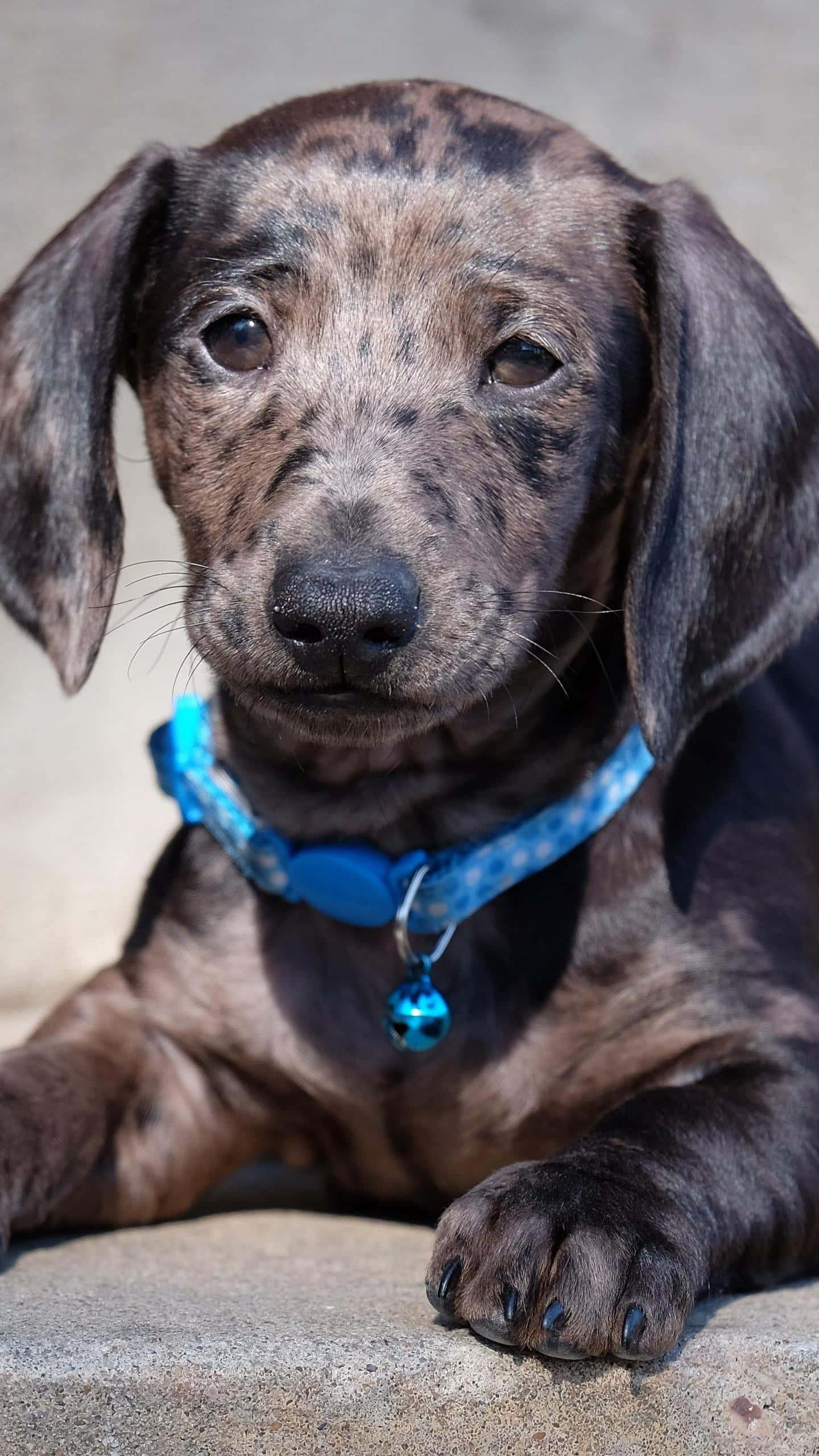dachshund 桌布 壁紙 — 一隻虎斑臘腸犬幼犬的特寫，有著大大的靈魂之眼，戴著一個帶鈴鐺的亮藍色項圈。