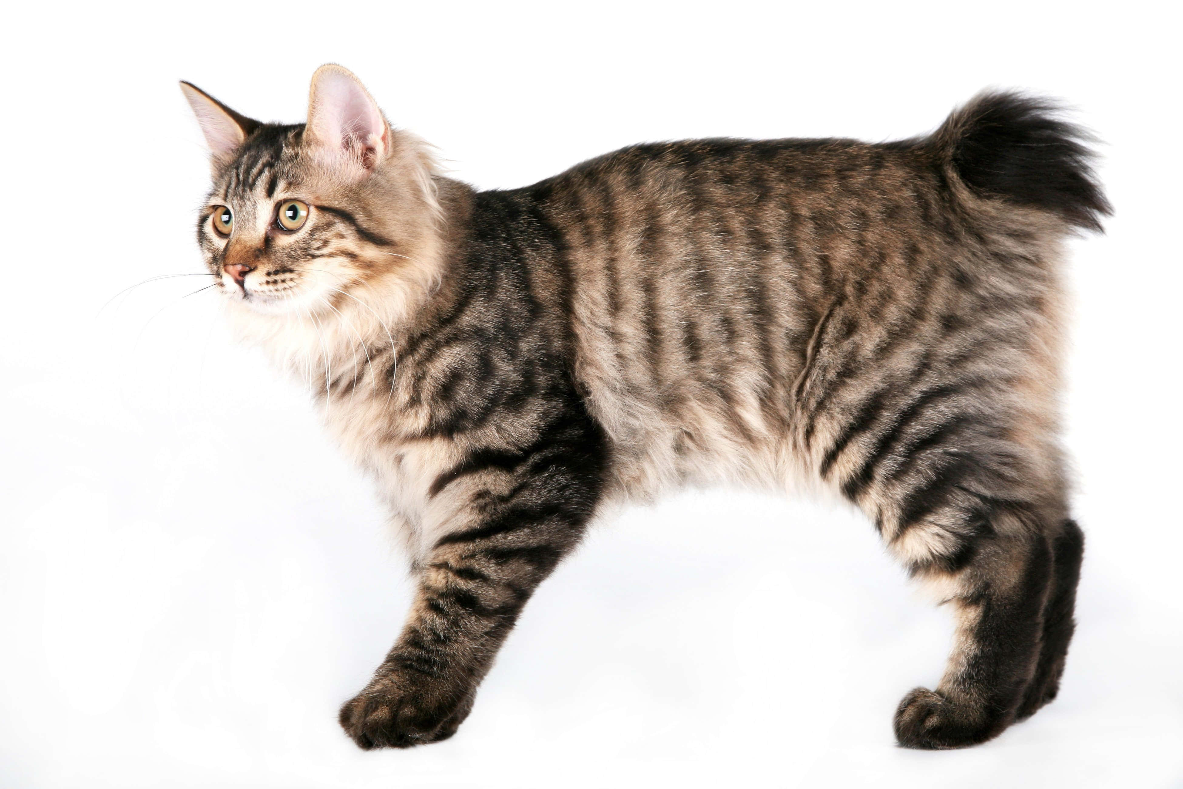 Kurilian Bobtail 桌布 壁紙 — 一隻虎斑貓，擁有引人注目的綠色眼睛和蓬鬆的尾巴，在純白色背景前警覺地站立。