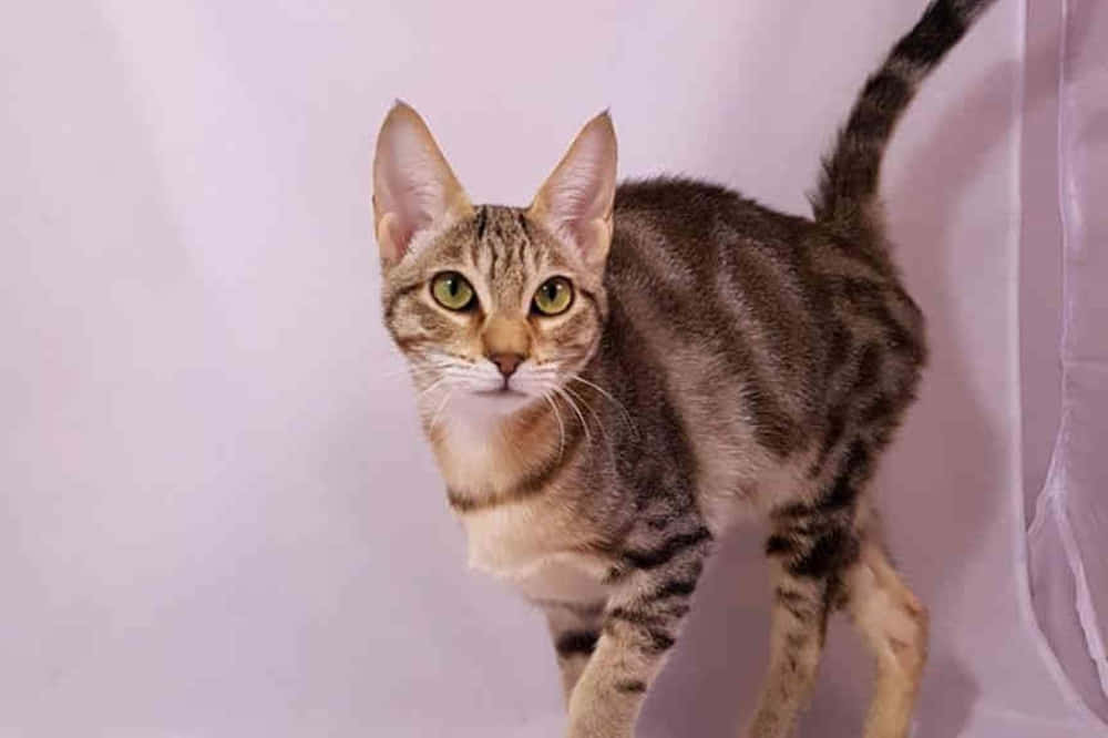Sokoke 桌布 壁紙 — 一隻虎斑貓，擁有引人注目的綠色眼睛和條紋毛皮，在柔和的薰衣草背景下警覺地站立。