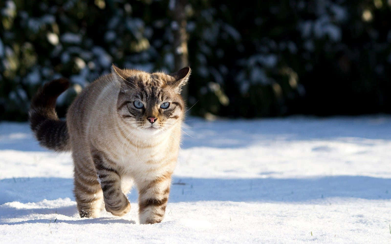 Winter Animal 桌布 壁紙 — 一隻虎斑貓，擁有引人注目的藍色眼睛，自信地走過陽光明媚的雪景，背景是覆蓋著白雪的常青樹。