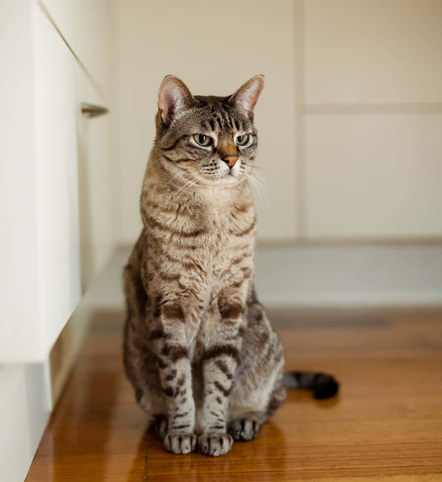Australian Mist 桌布 壁紙 — 一隻虎斑貓，有著引人注目的綠色眼睛，警覺地坐在拋光木地板上，旁邊是白色櫥櫃。