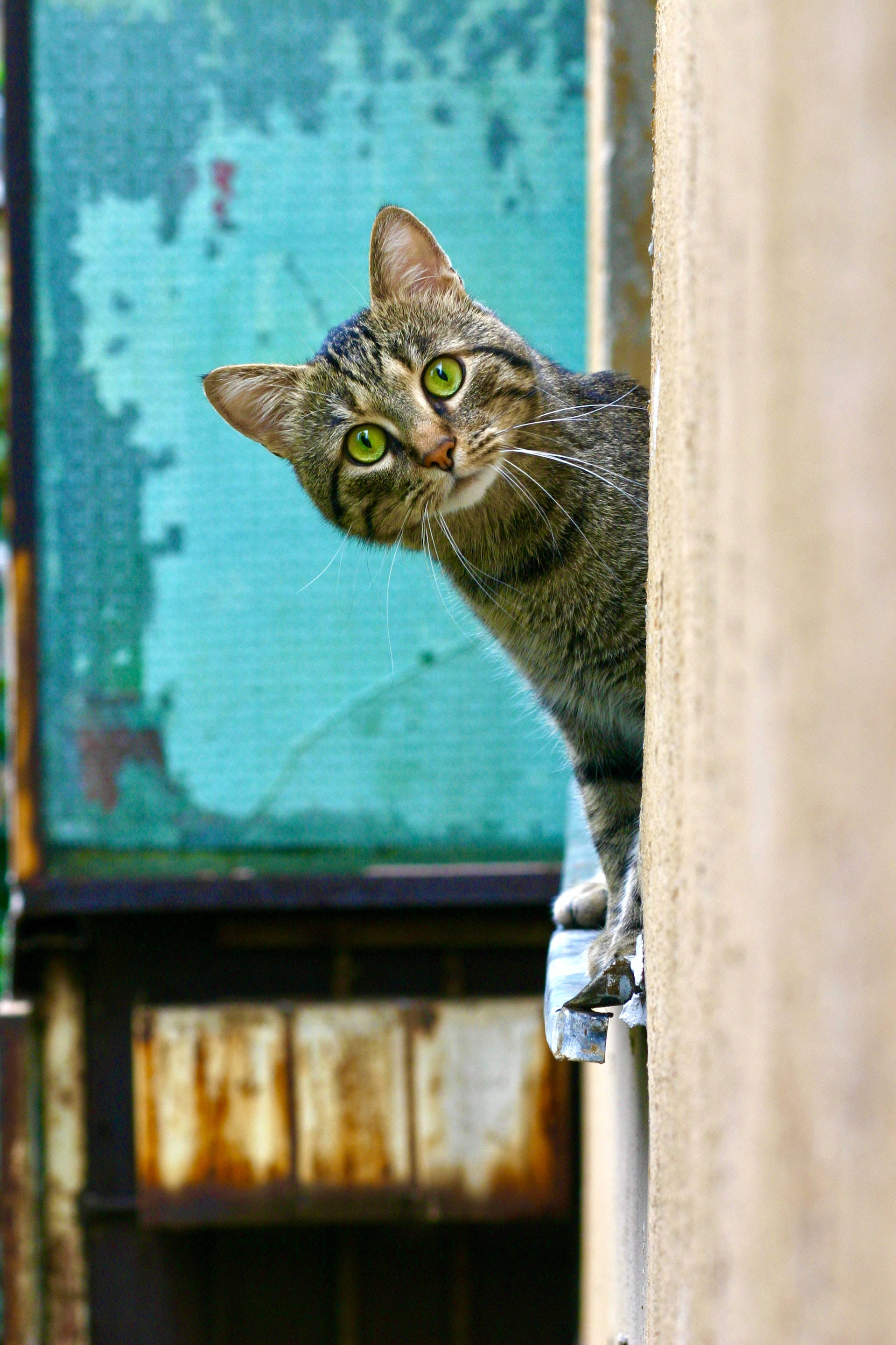 Cute Cat Aesthetic 桌布 壁紙 — 一隻虎斑貓，有著明亮的綠色眼睛，從褪色的青綠色門附近一根風化的木樑後面好奇地探出頭來。