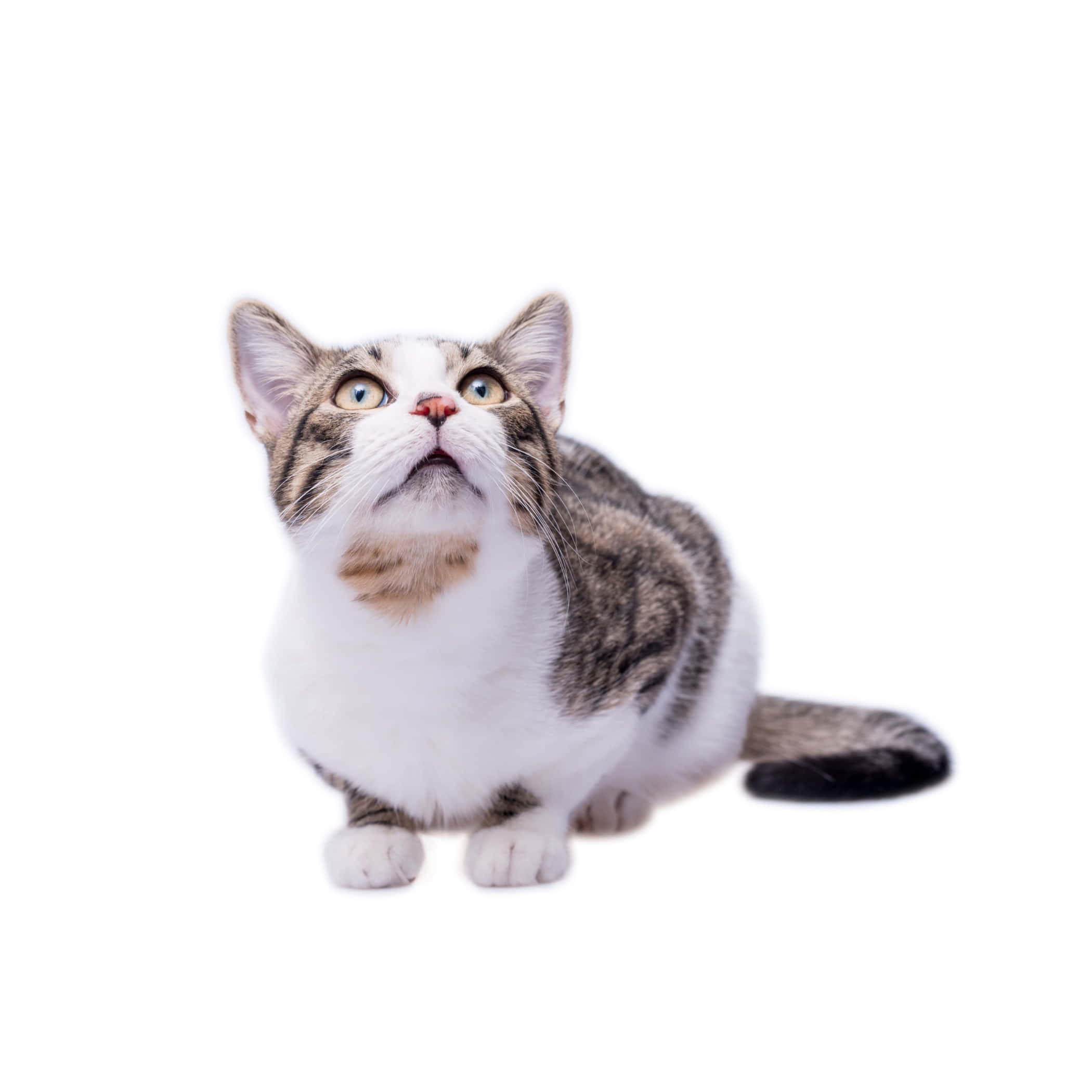 European Shorthair 桌布 壁紙 — 一隻虎斑貓，白色胸口，明亮眼睛，在純白背景上向上望。