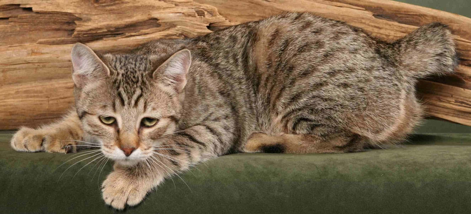 Pixie-bob Cat 桌布 壁紙 — 一隻虎斑貓，綠色眼睛，在綠色坐墊上放鬆，背景是鄉村風格的木頭原木。