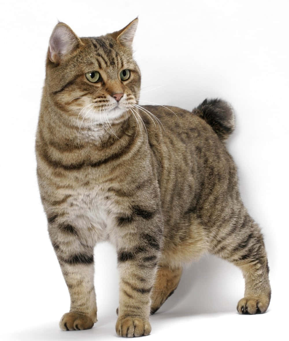 Kurilian Bobtail 桌布 壁紙 — 一隻虎斑貓，綠色眼睛，短尾巴，警覺地站在純白色背景前。