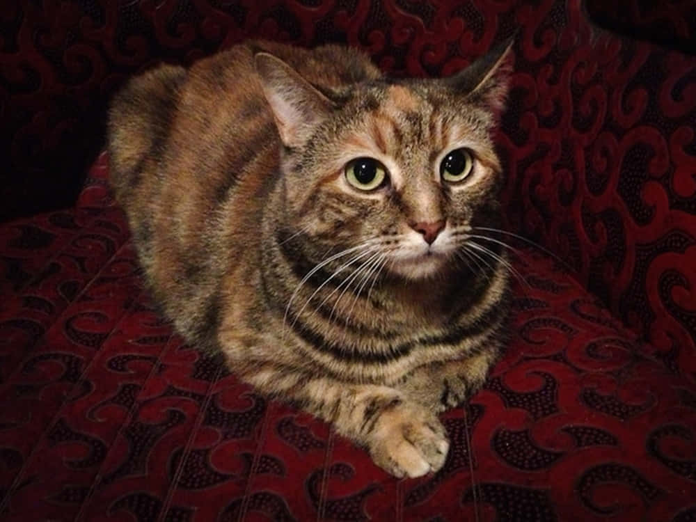 Manx Cat 桌布 壁紙 — 一隻虎斑貓，綠色眼睛，警覺地坐在一塊華麗的紅色圖案布料上，直視觀看者。
