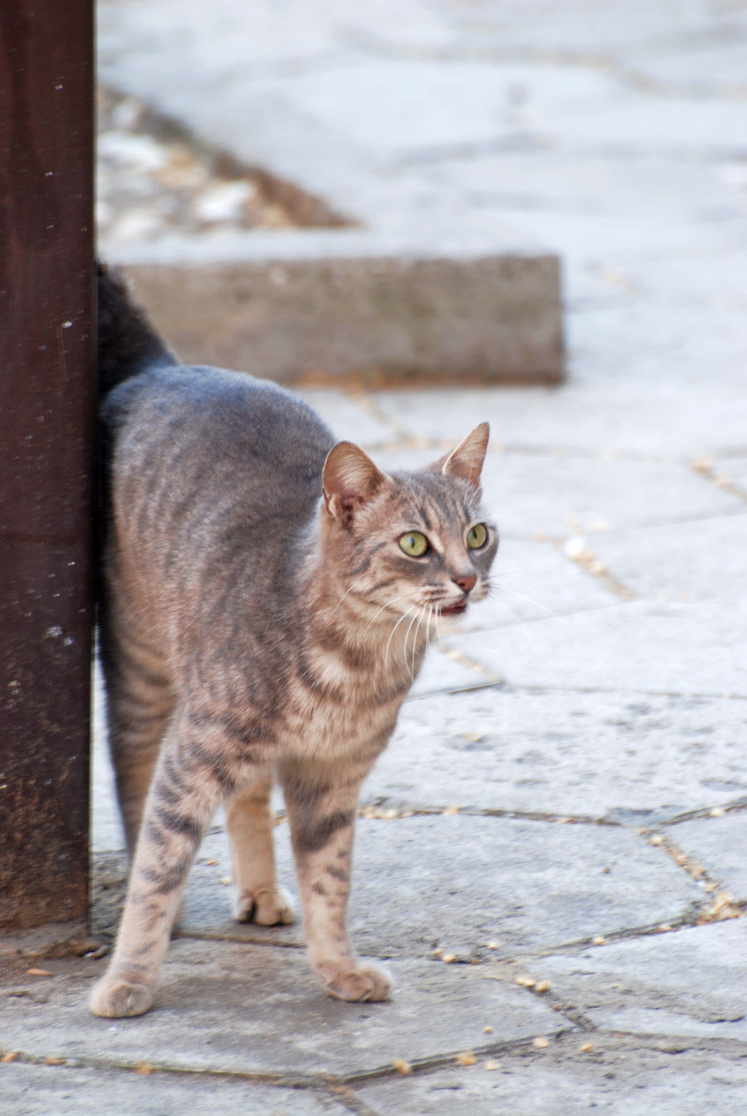 European Shorthair 桌布 壁紙 — 一隻虎斑貓，綠色眼睛，警覺地站在石鋪地上，旁邊有一根木柱。