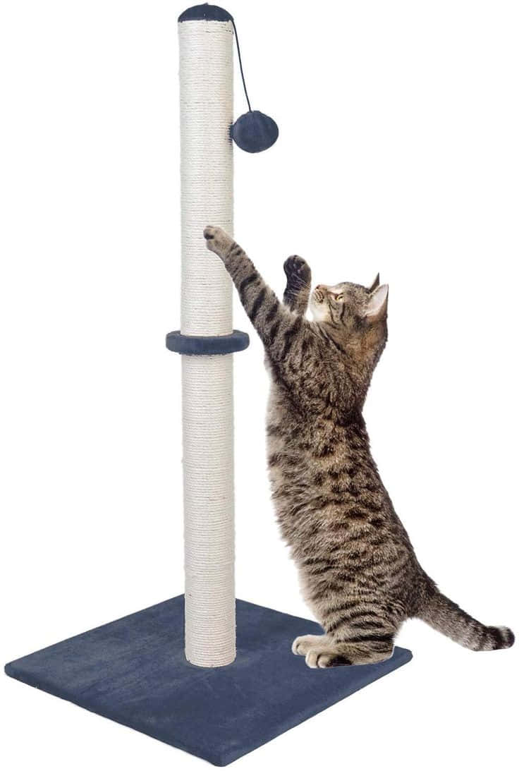 Cat Scratching Post 桌布 壁紙 — 一隻虎斑貓向上伸展身體，拍打高劍麻抓柱上懸掛的球。