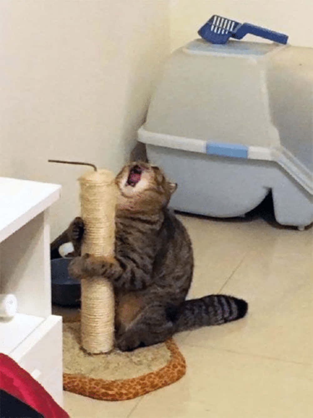Cat Scratching Post 桌布 壁紙 — 一隻虎斑貓喺屋企角落張開嘴伸懶腰，同時抓住貓抓柱，旁邊有個貓砂盆。