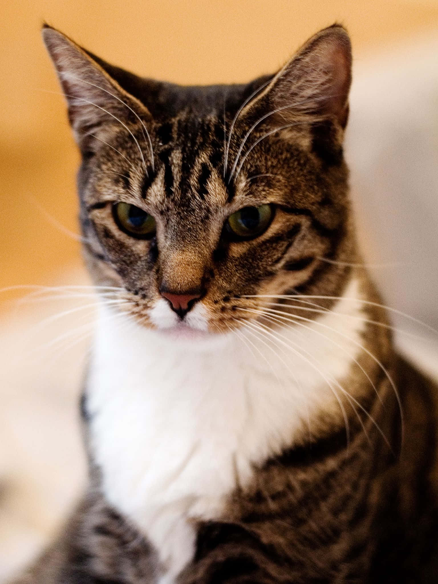 European Shorthair 桌布 壁紙 — 一隻虎斑貓嘅特寫，有綠色眼睛同白色胸口，專注咁望住相機。