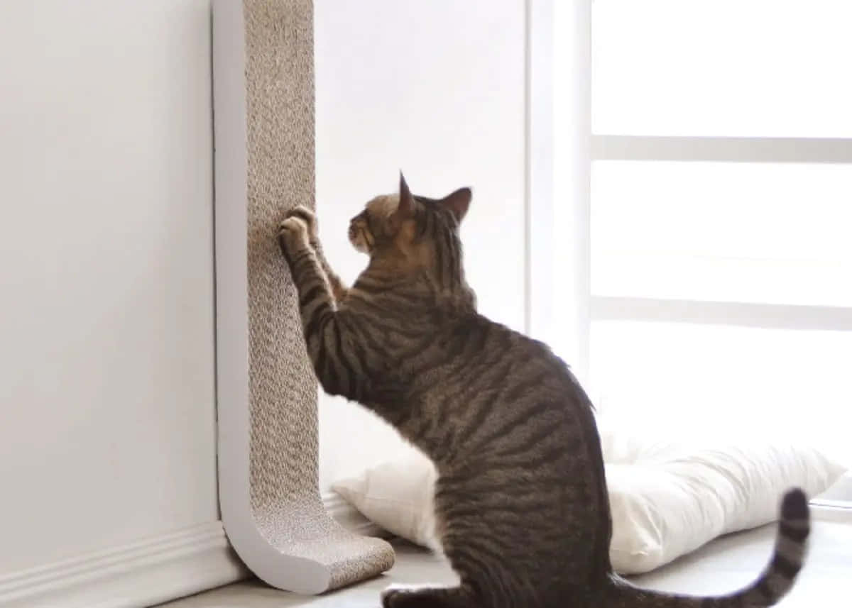 Cat Scratching Post 桌布 壁紙 — 一隻虎斑貓在明亮的窗邊向上伸展，抓撓一個高大的米色貓抓柱。