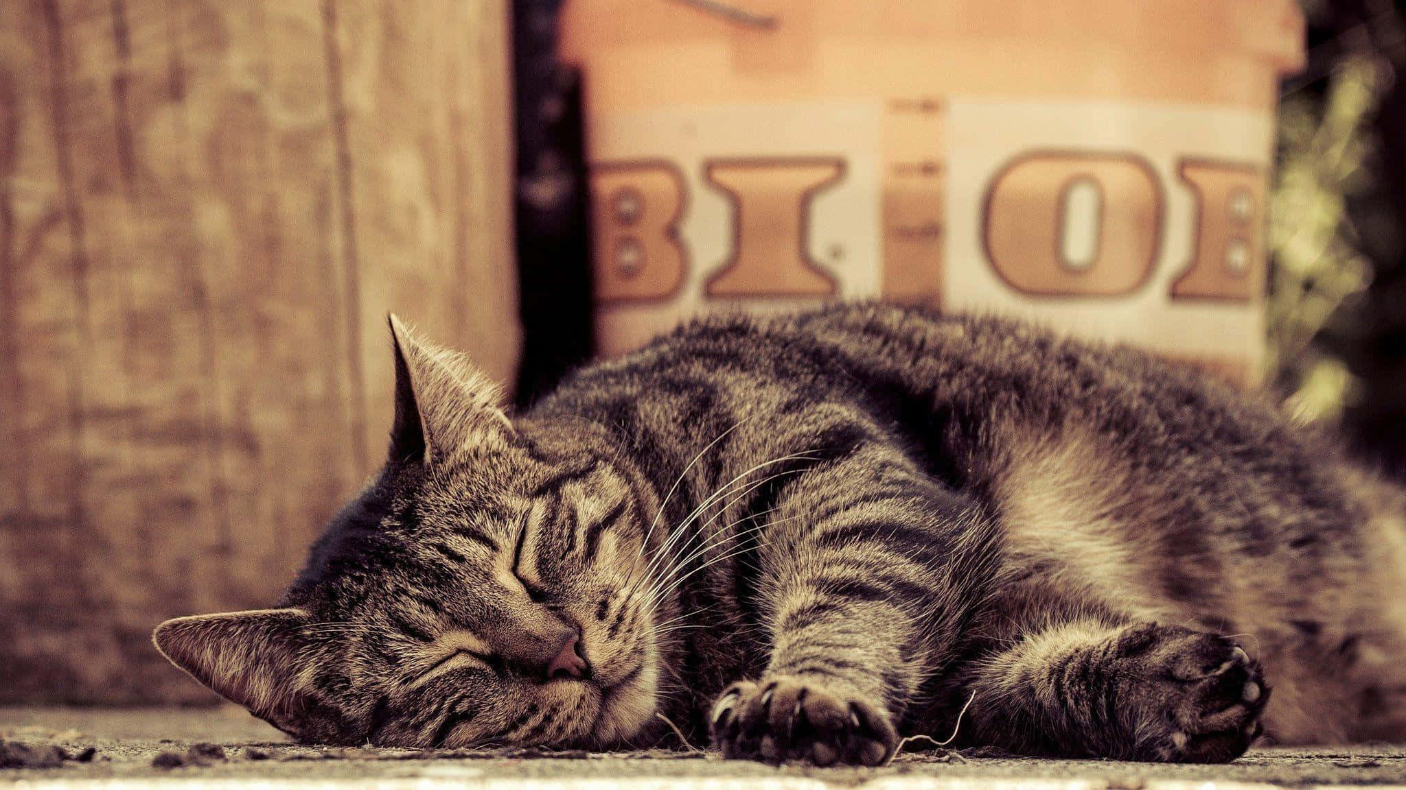 Tabby Cat 桌布 壁紙 — 一隻虎斑貓在木牆和褪色水桶旁邊的混凝土表面上安詳地睡覺。