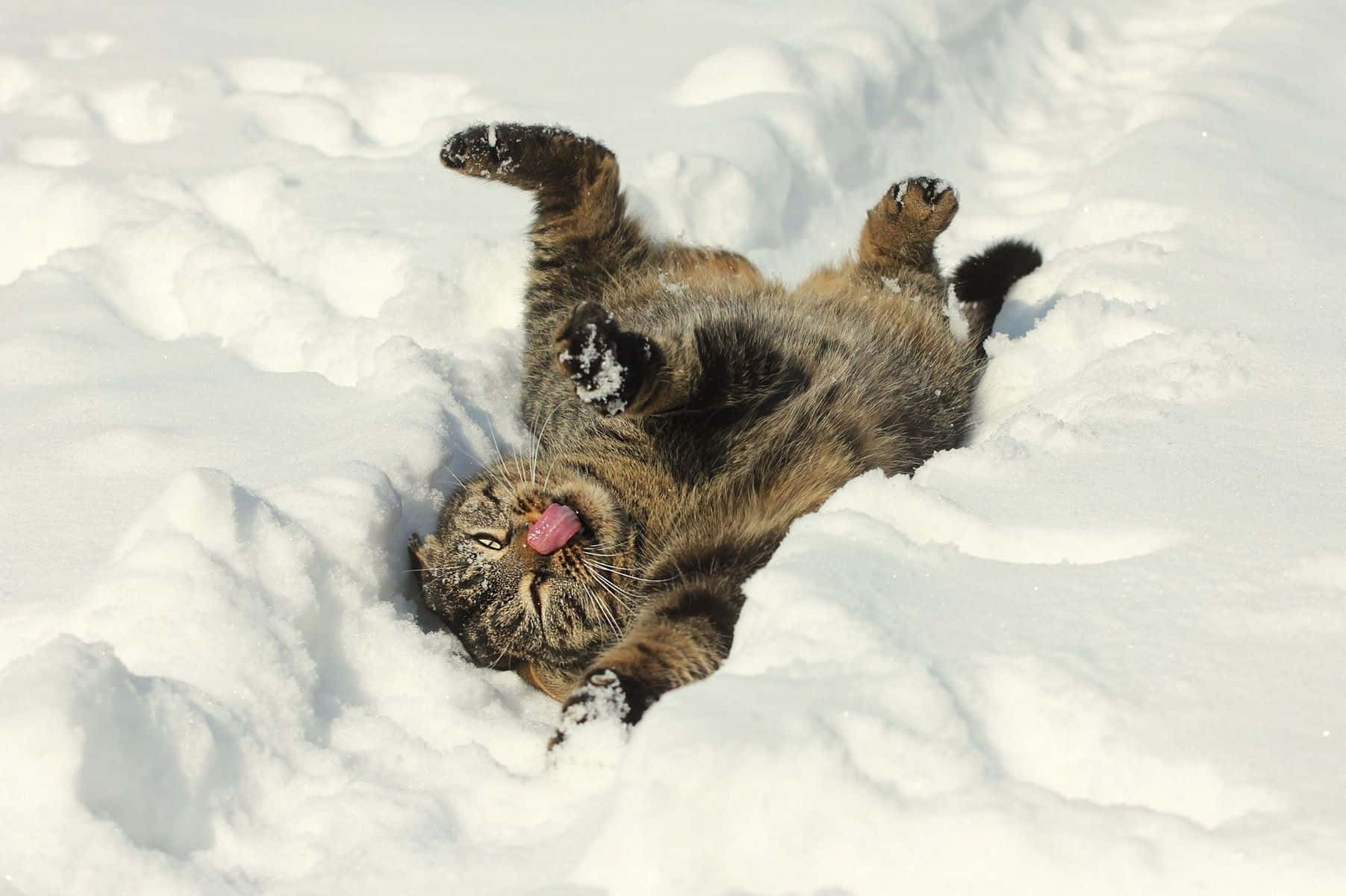 Winter Animal 桌布 壁紙 — 一隻虎斑貓在深雪中伸出舌頭、舉起爪子，頑皮地在地上打滾。