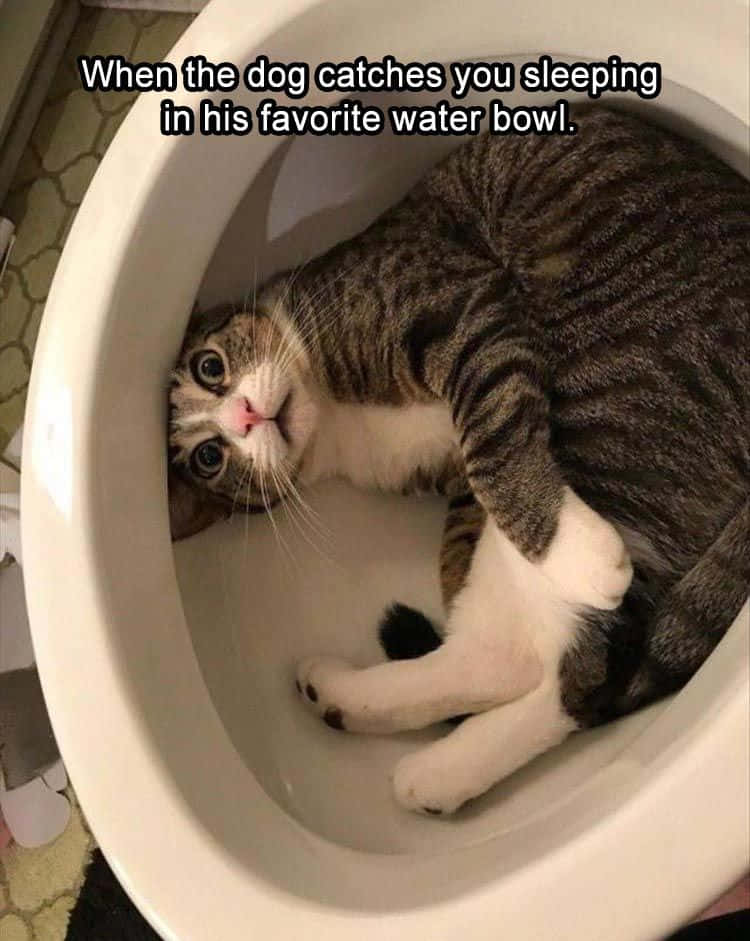 Pet Memes 桌布 壁紙 — 一隻虎斑貓在白色馬桶裡仰躺，睜大眼睛，粉紅鼻子。
