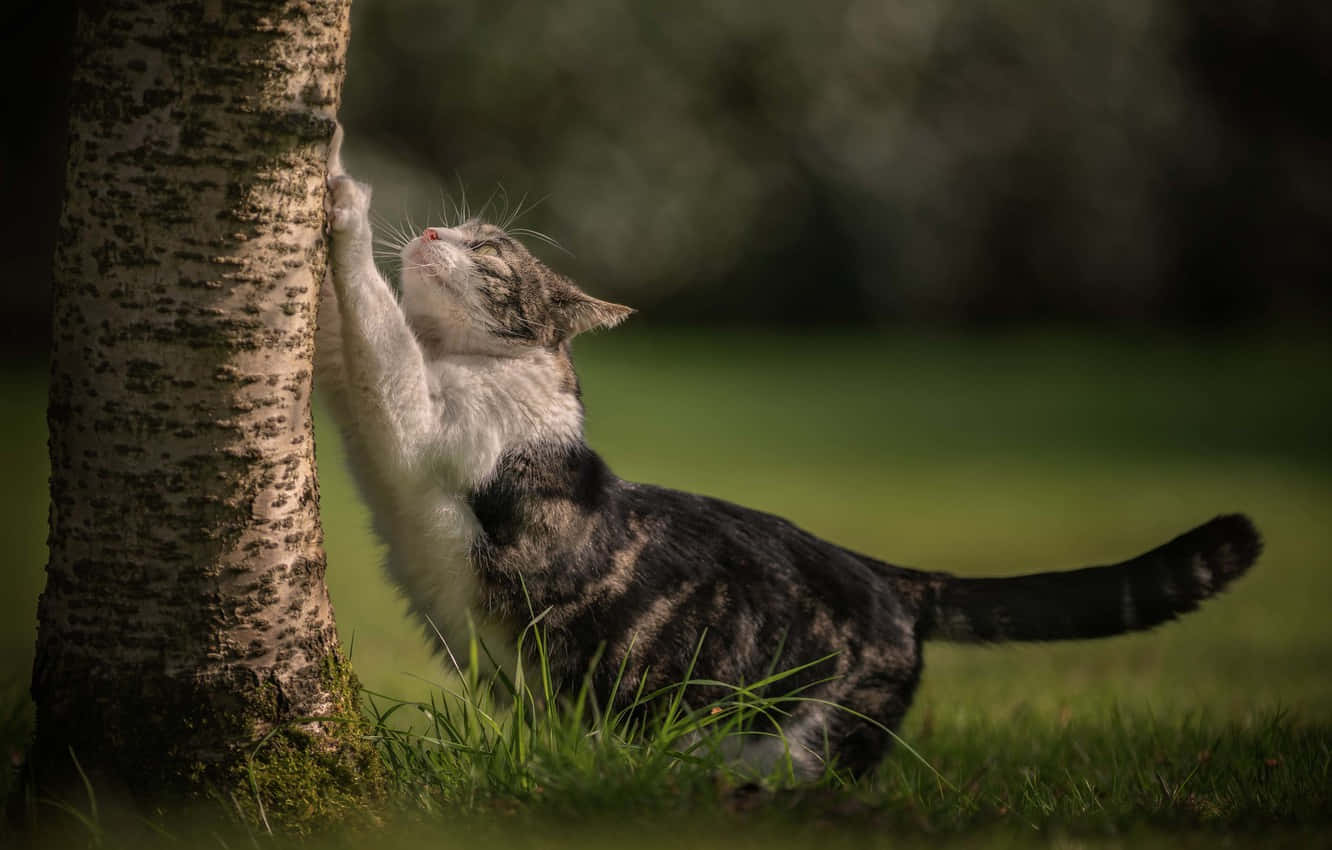 Cat Scratching Post 桌布 壁紙 — 一隻虎斑貓在陽光明媚的草地上，用爪子撐著白樺樹幹向上伸展。