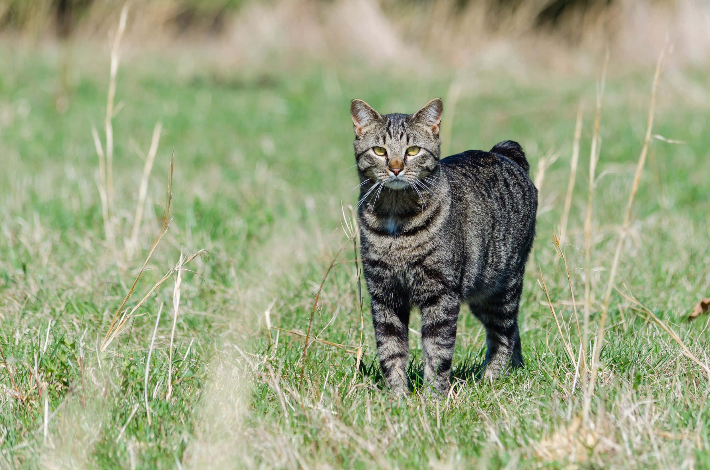 Manx Cat 桌布 壁紙 — 一隻虎斑貓在陽光普照的草地上警覺地站著，背景模糊。